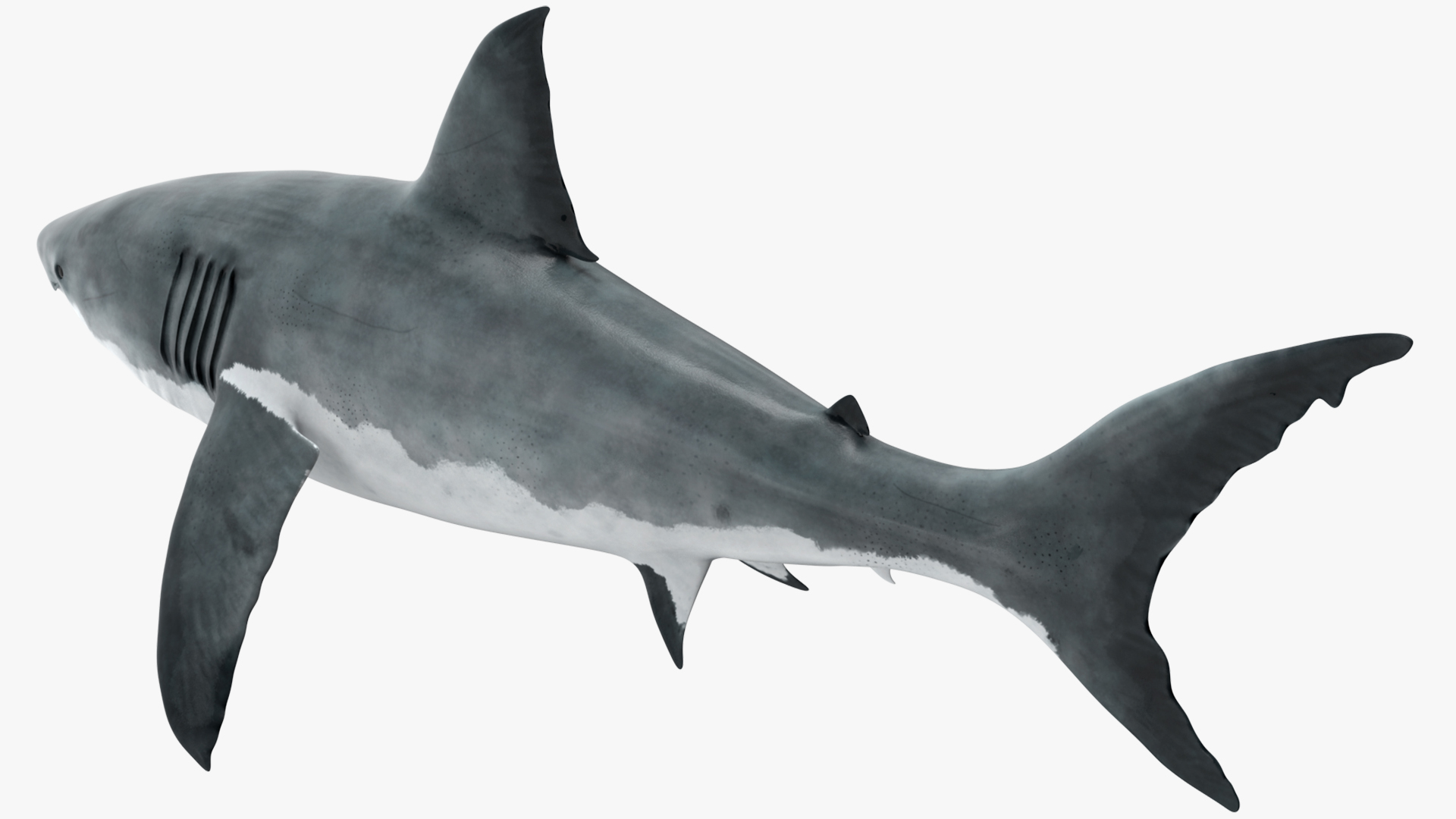 Great White Shark Fish Rigged 3D model