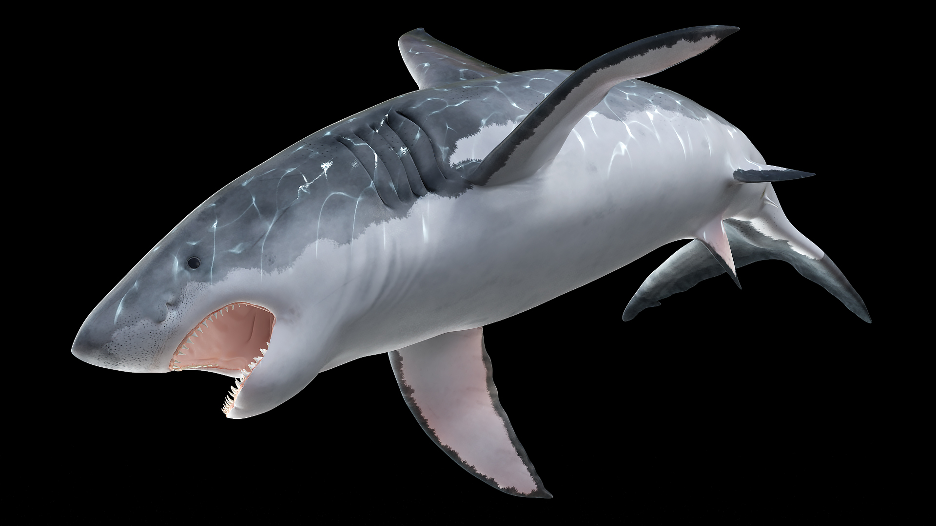 Great White Shark Fish Rigged 3D model