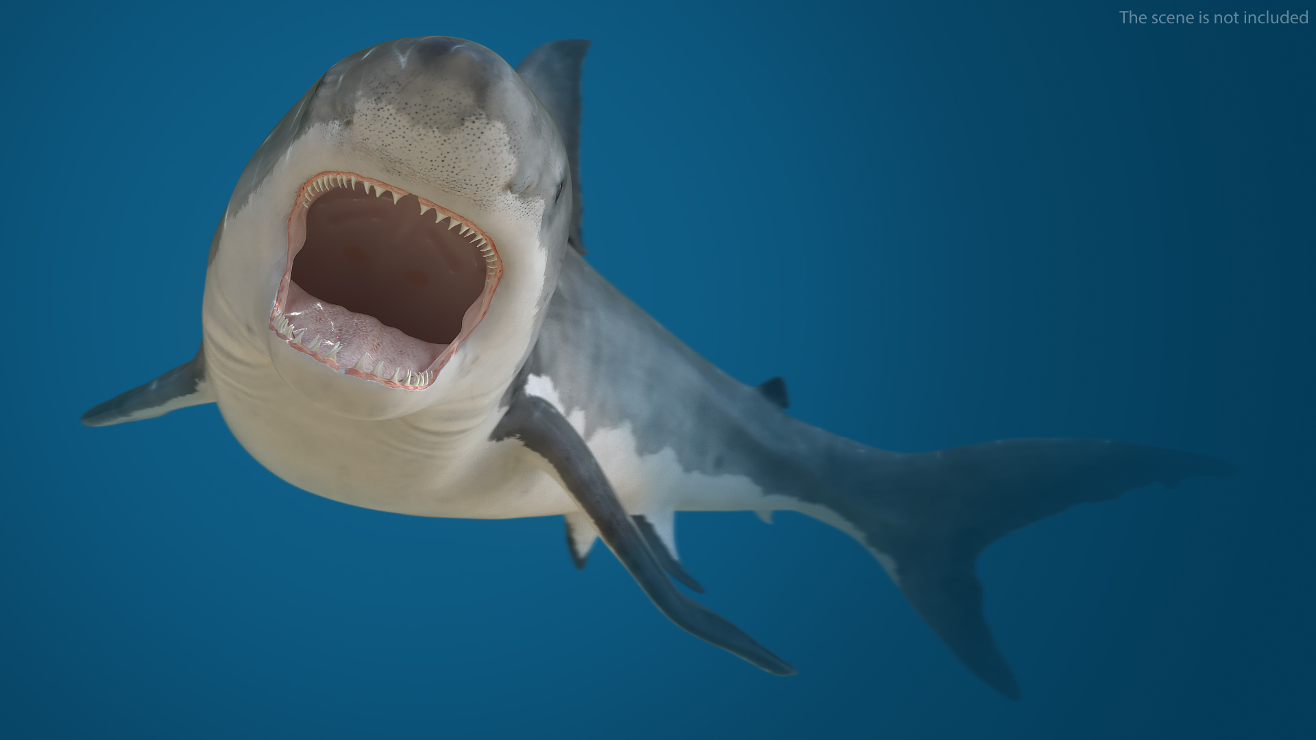 Great White Shark Fish Rigged 3D model