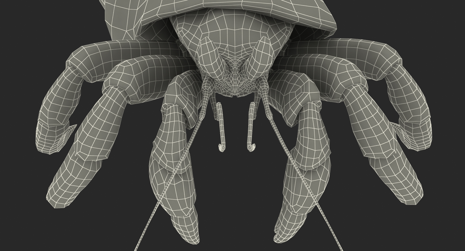 3D Hermit Crab Rigged model