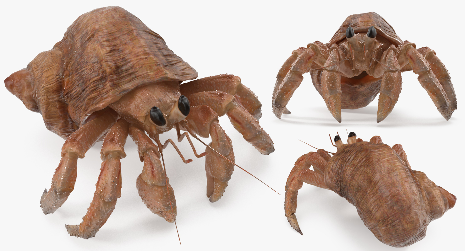 3D Hermit Crab Rigged model