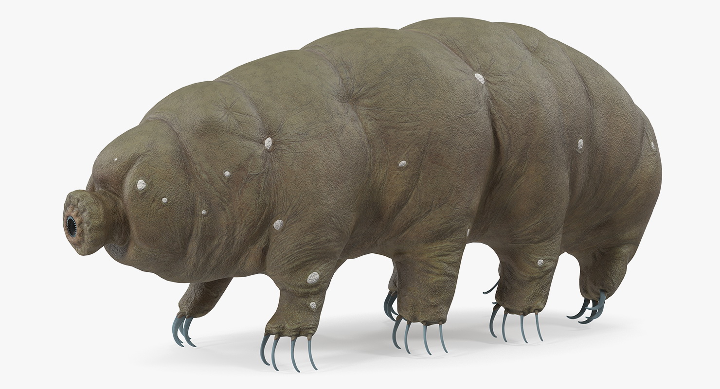 3D model Tardigrade