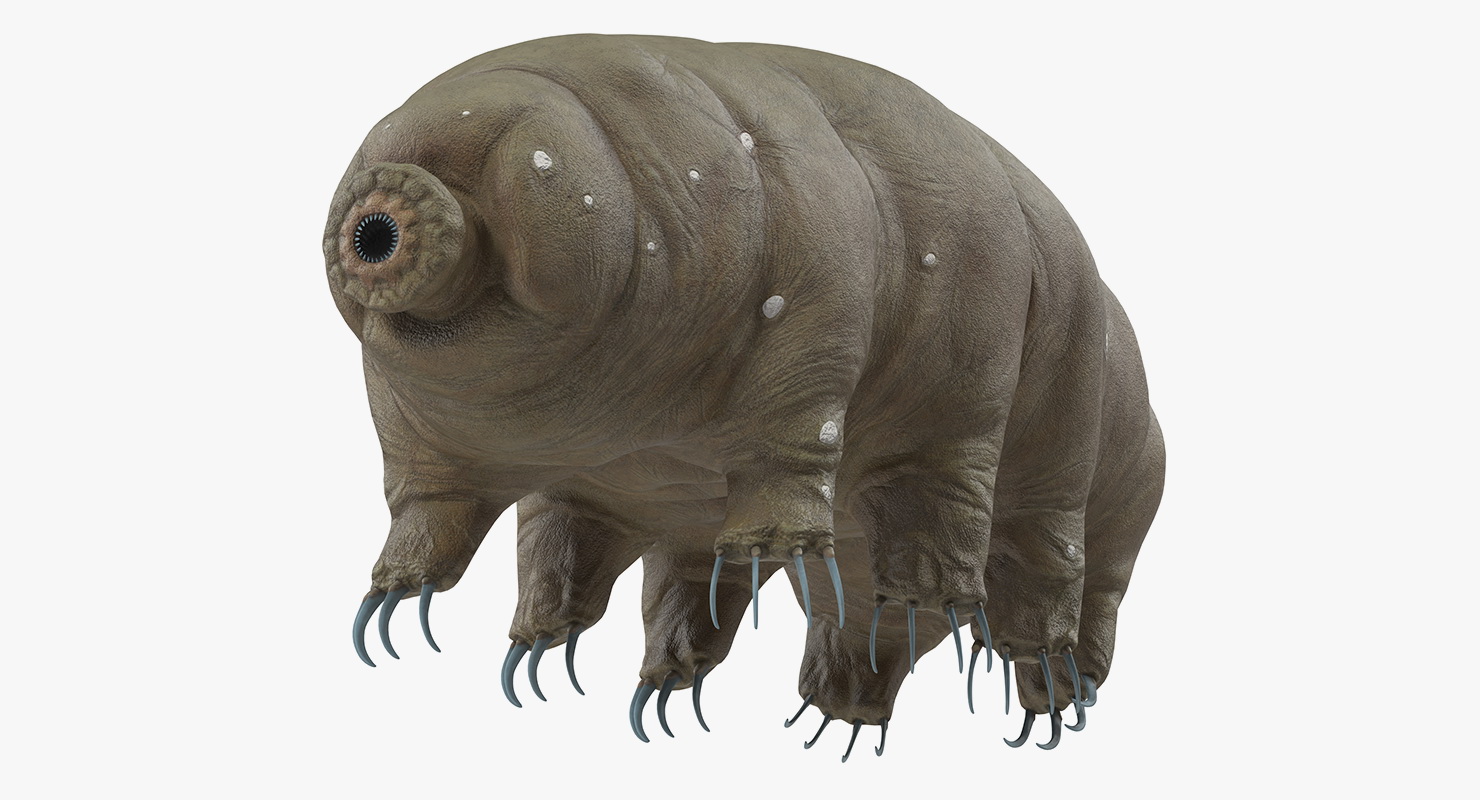 3D model Tardigrade