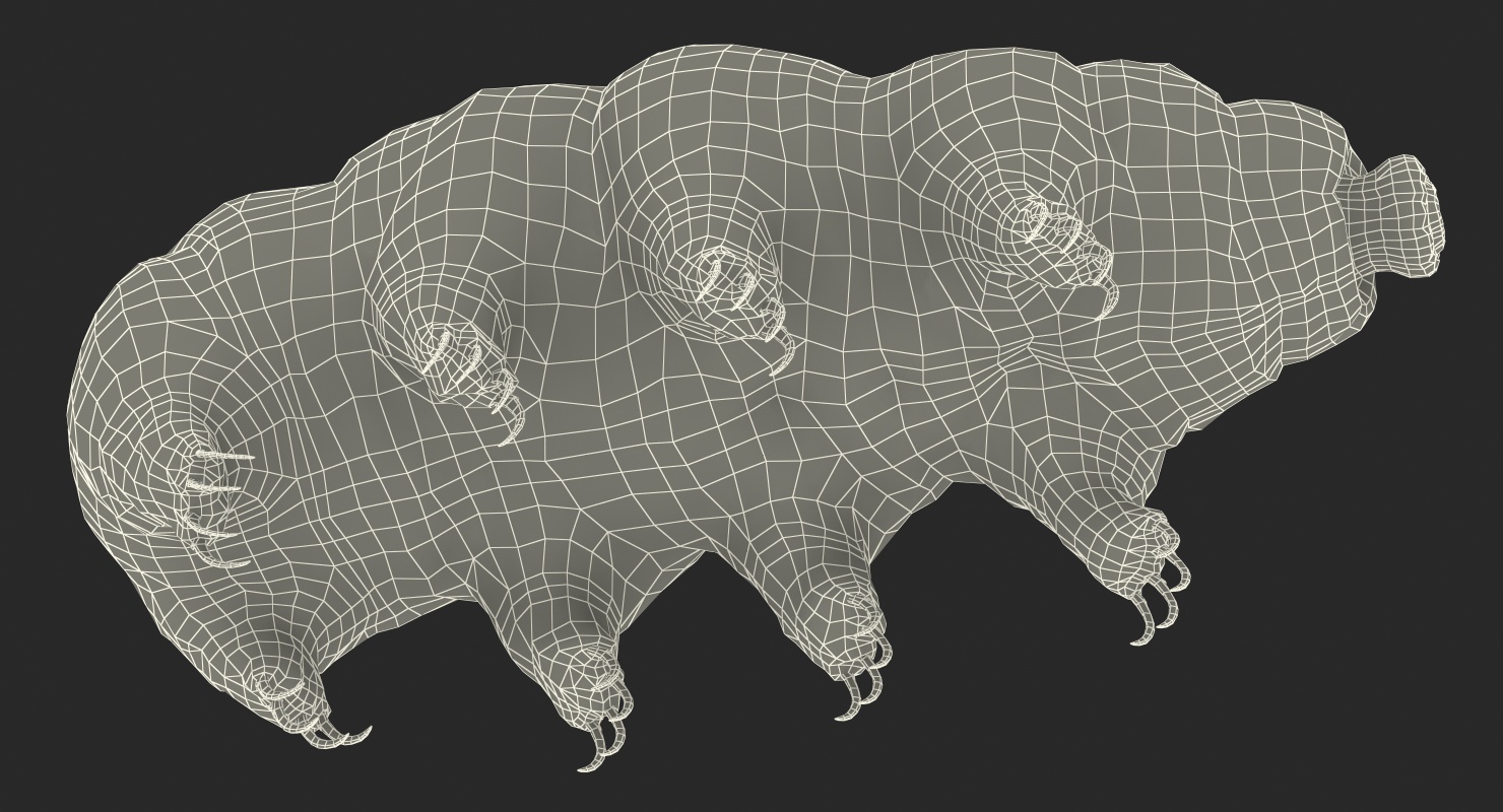 3D model Tardigrade