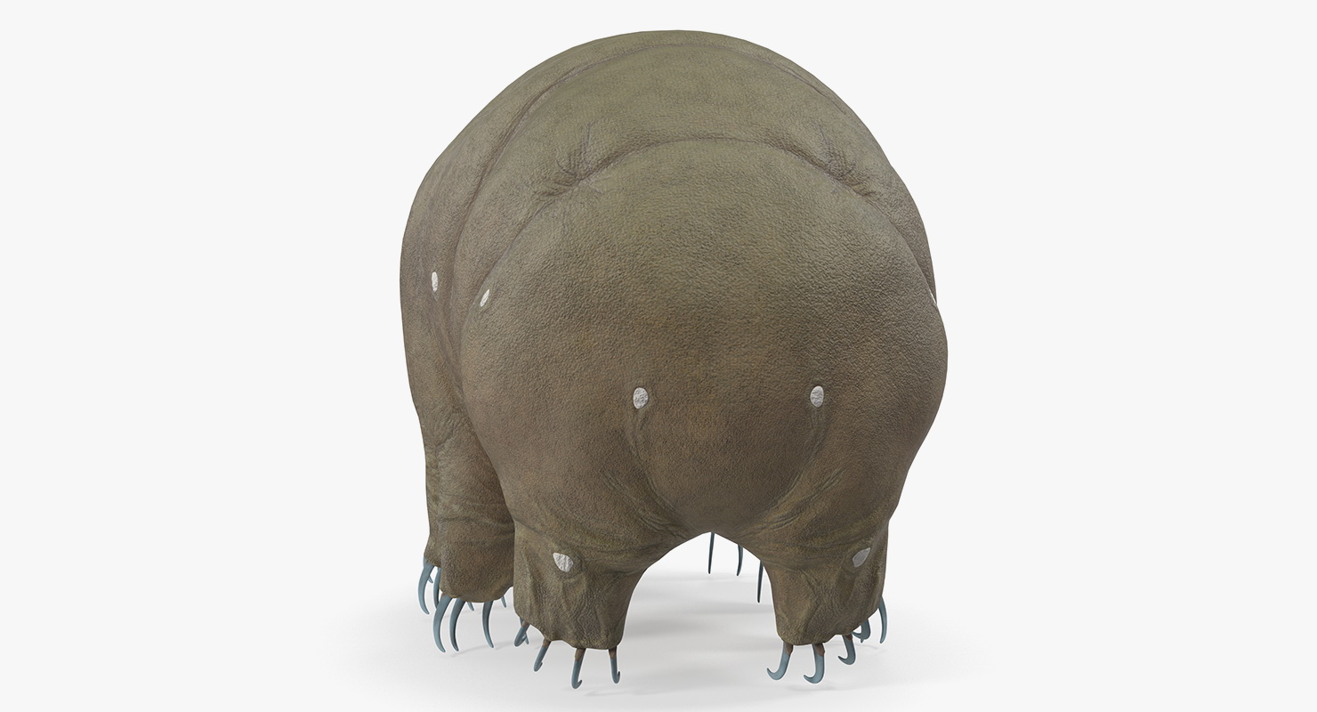 3D model Tardigrade