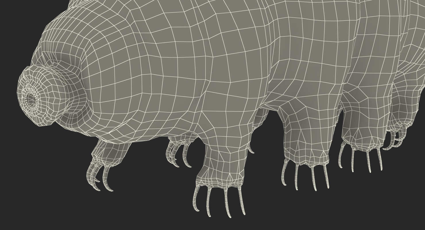 3D model Tardigrade