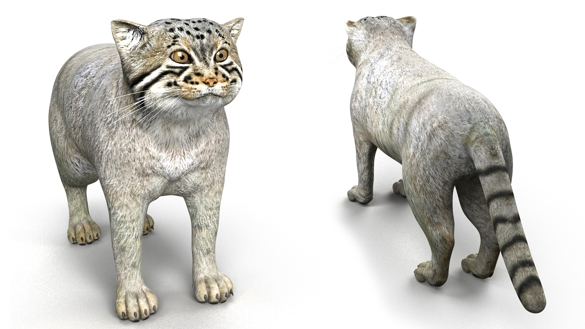 3D model Pallas Cat