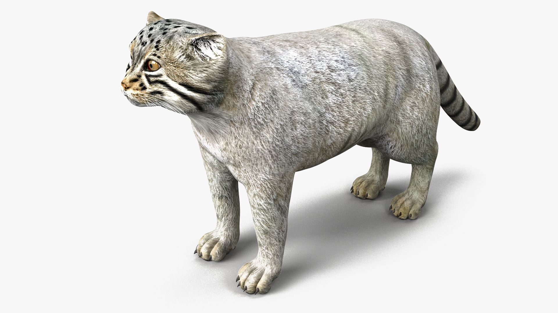 3D model Pallas Cat