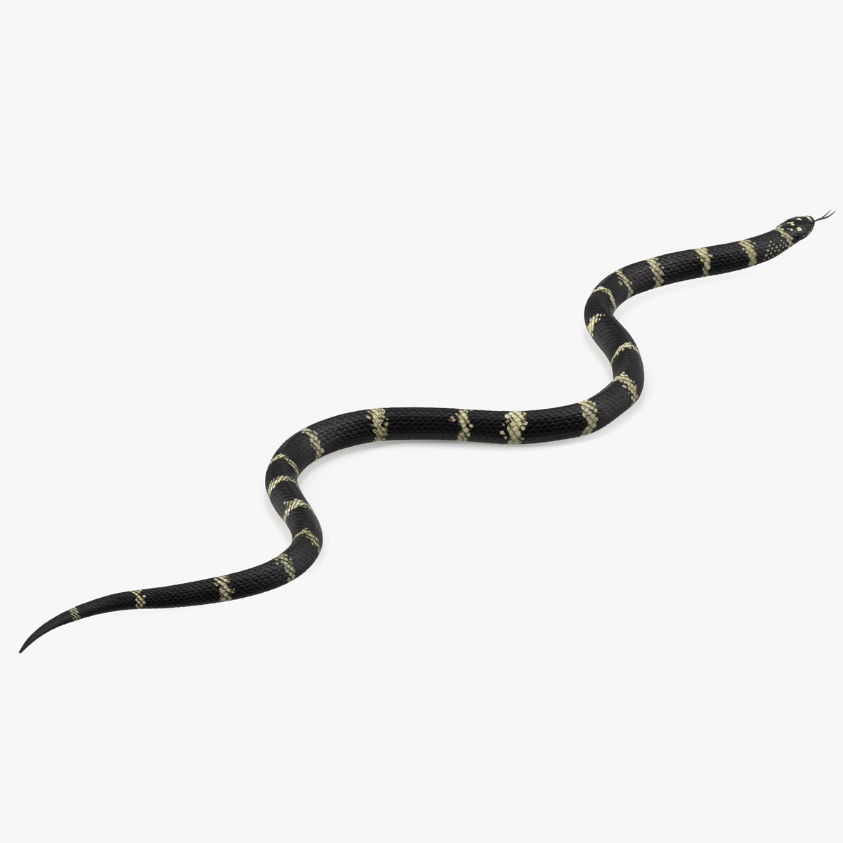 3D Eastern Kingsnake Rigged for Modo model