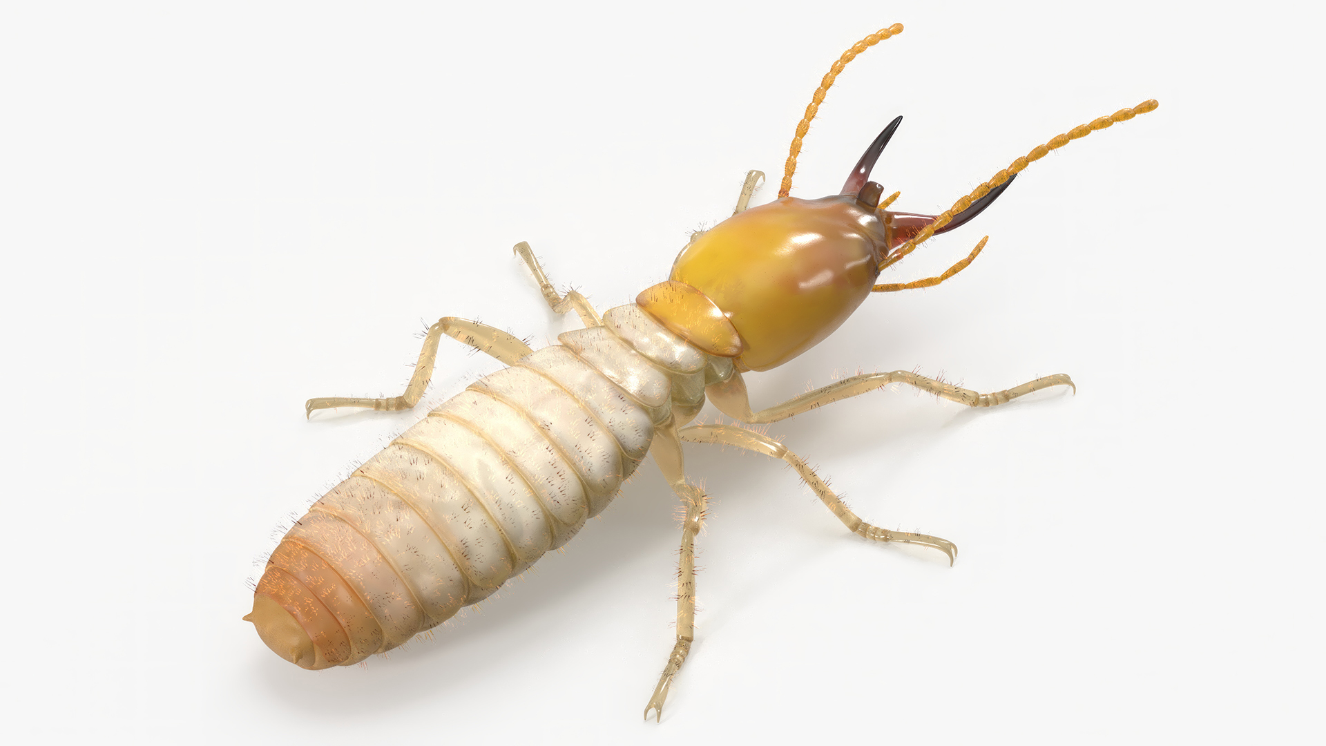 Termite in Static Pose 3D