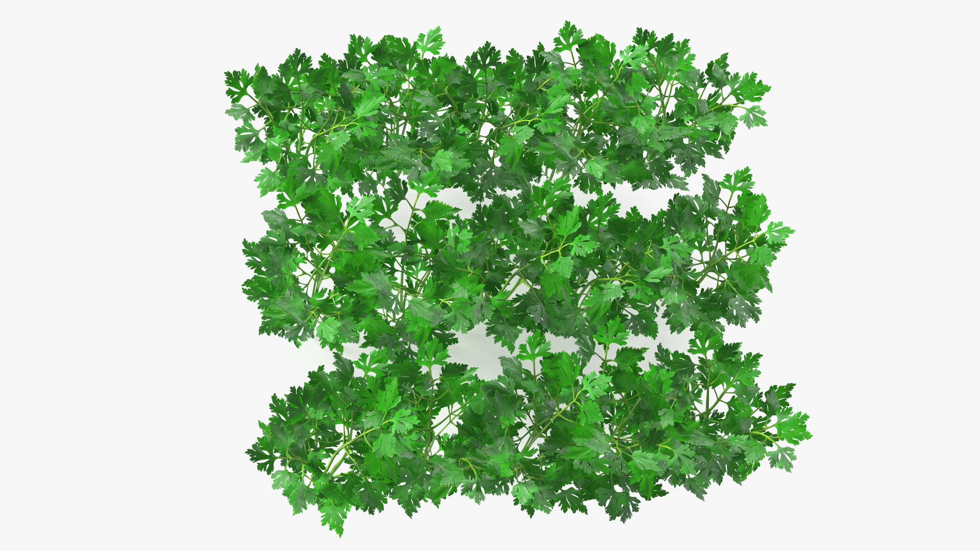 Young Parsley Bed 3D