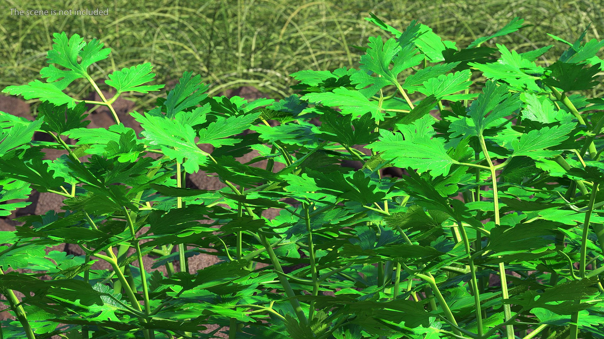 Young Parsley Bed 3D