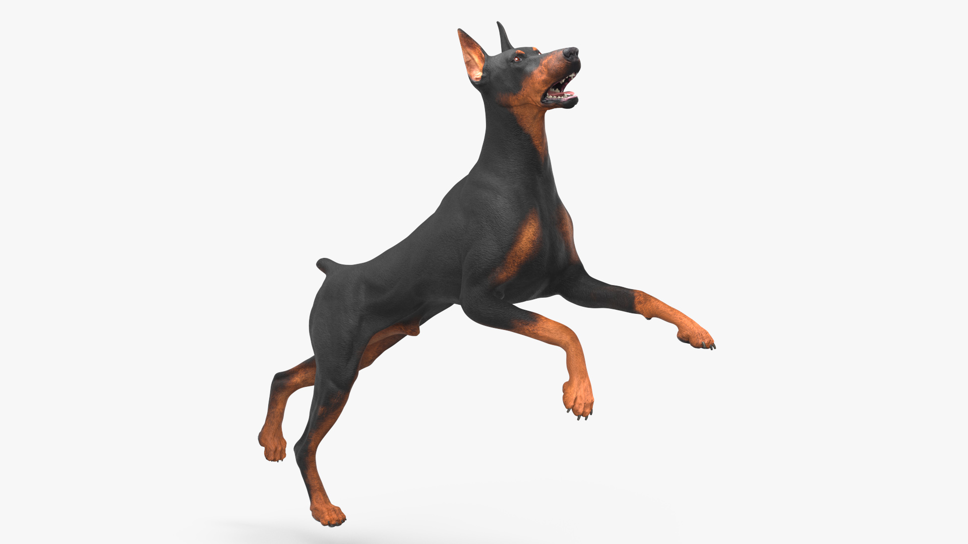 Doberman Pinscher Dog Rigged for Cinema 4D 3D