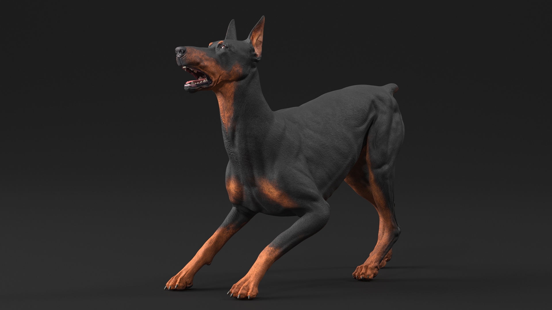 Doberman Pinscher Dog Rigged for Maya 3D