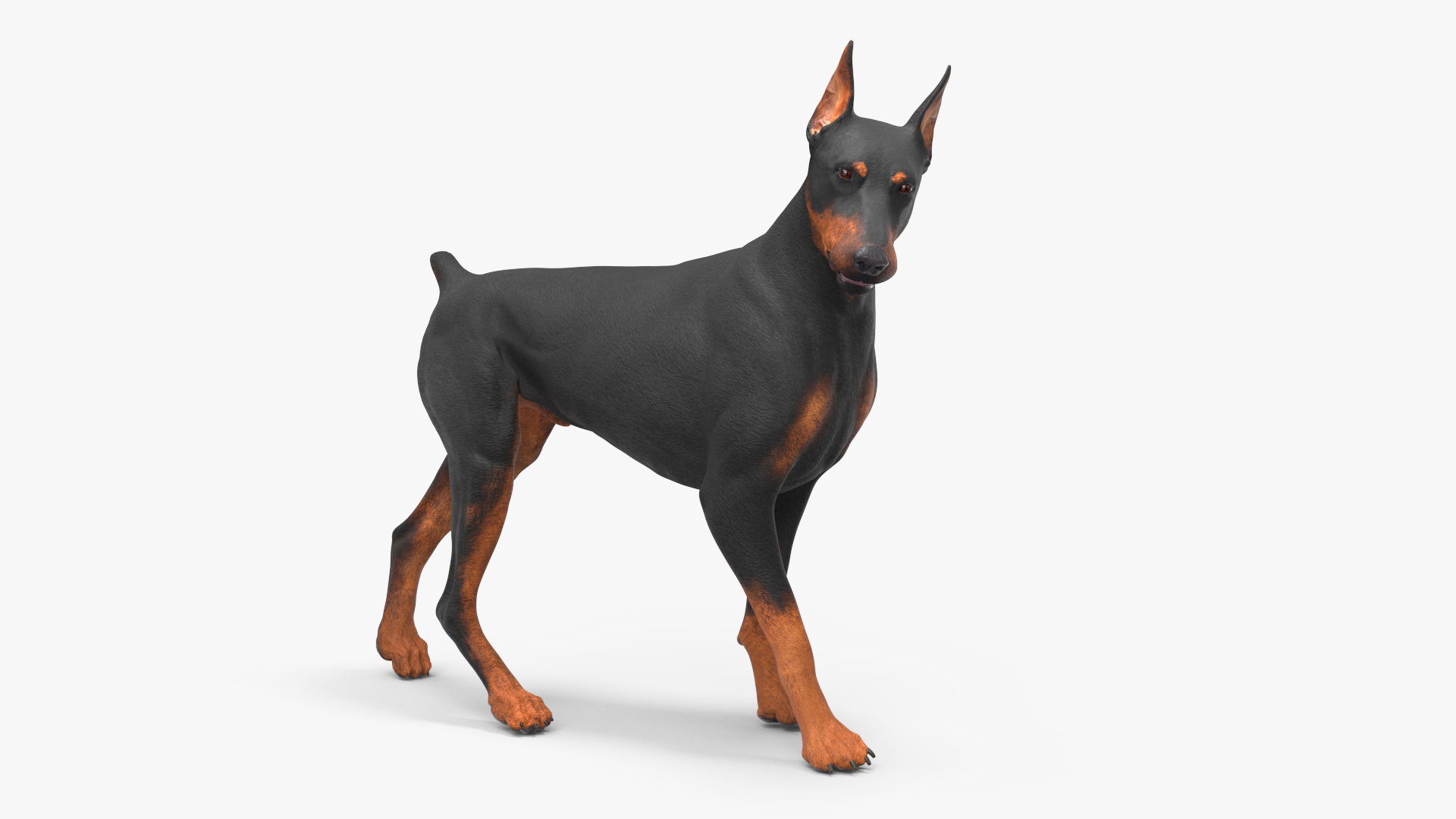 Doberman Pinscher Dog Rigged for Cinema 4D 3D