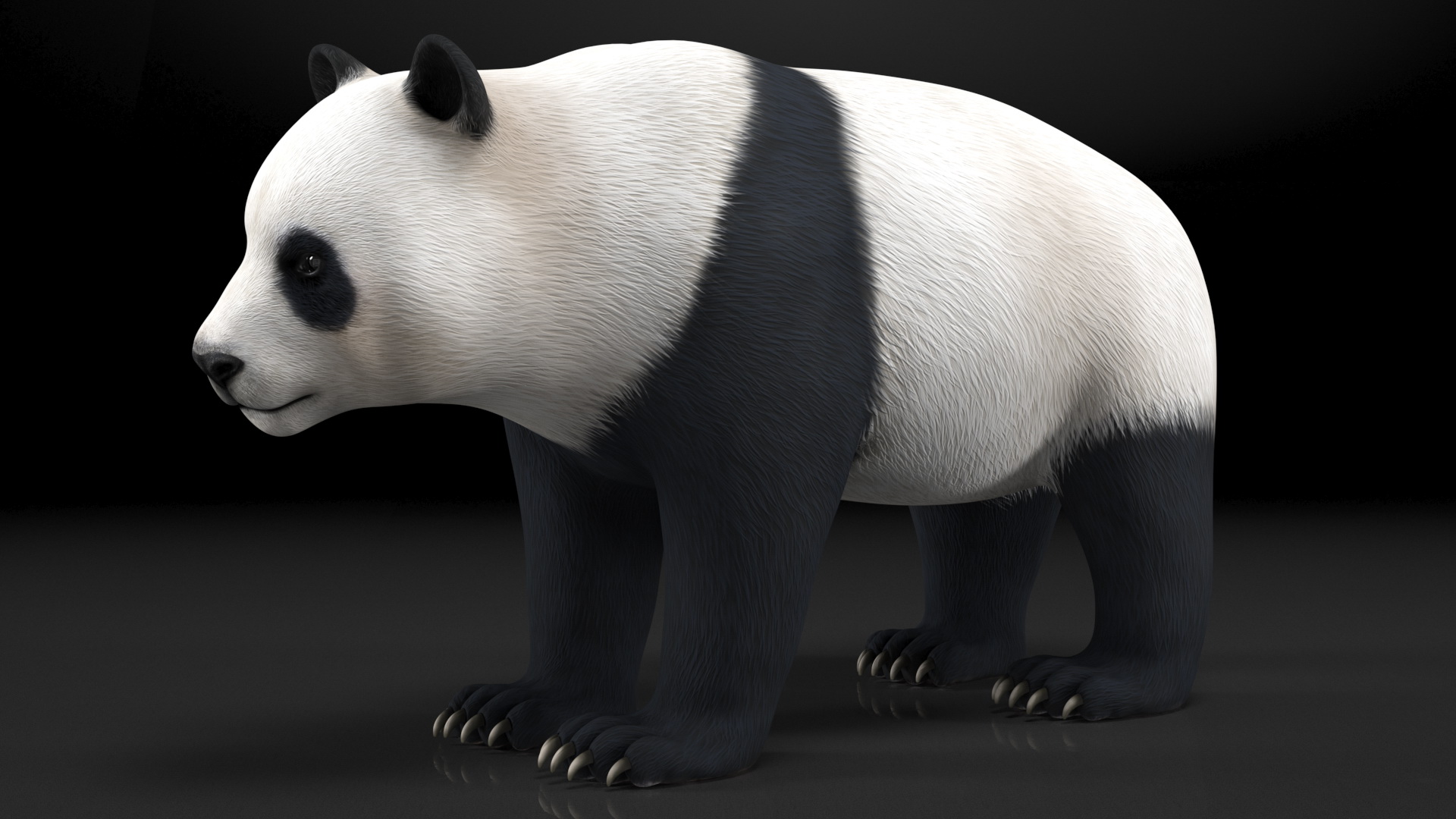 3D Giant Panda