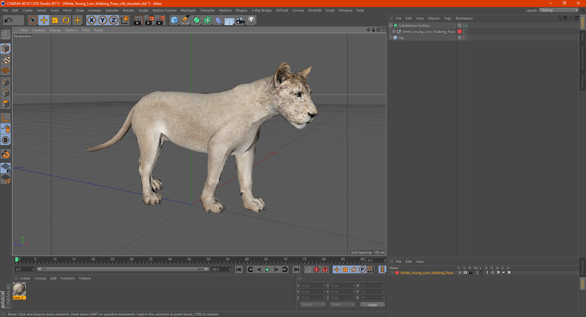 White Young Lion Walking Pose 3D model