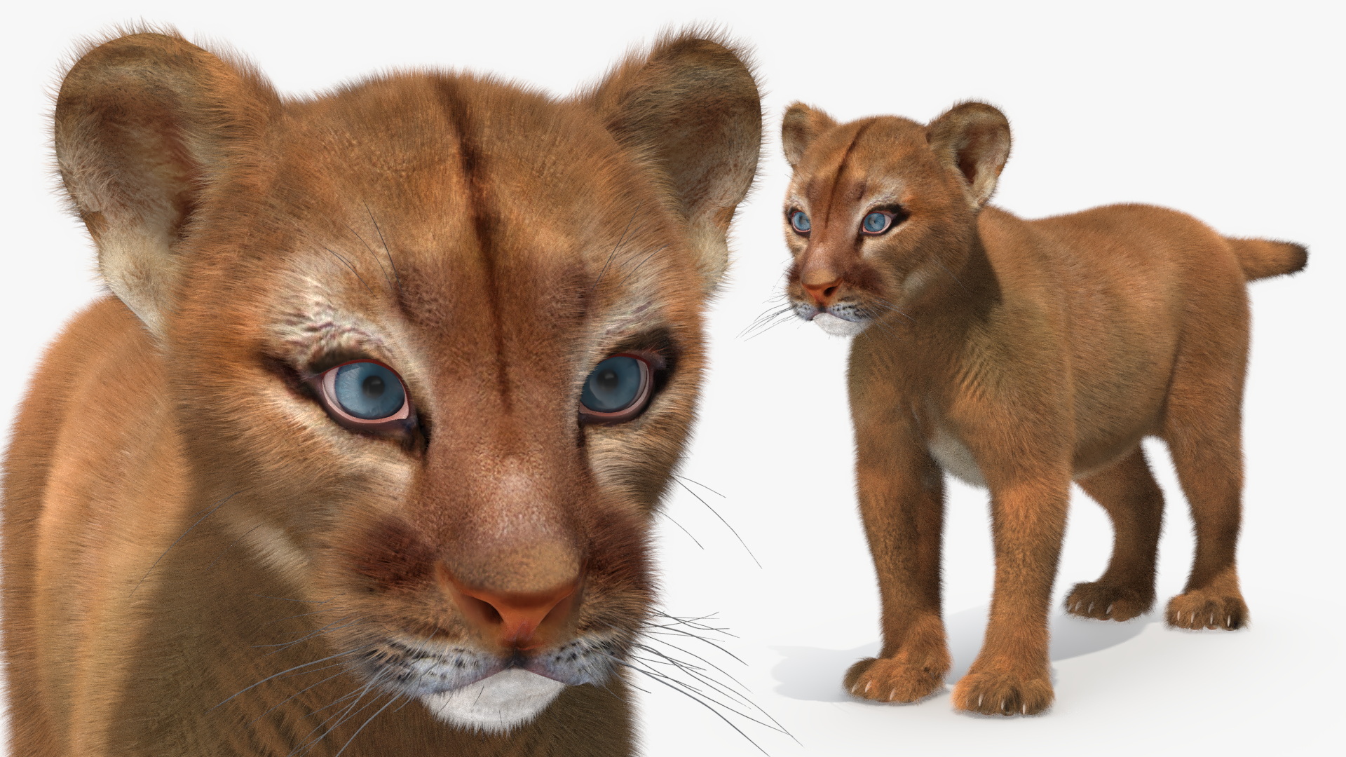 Puma Cub with Fur Rigged 3D model