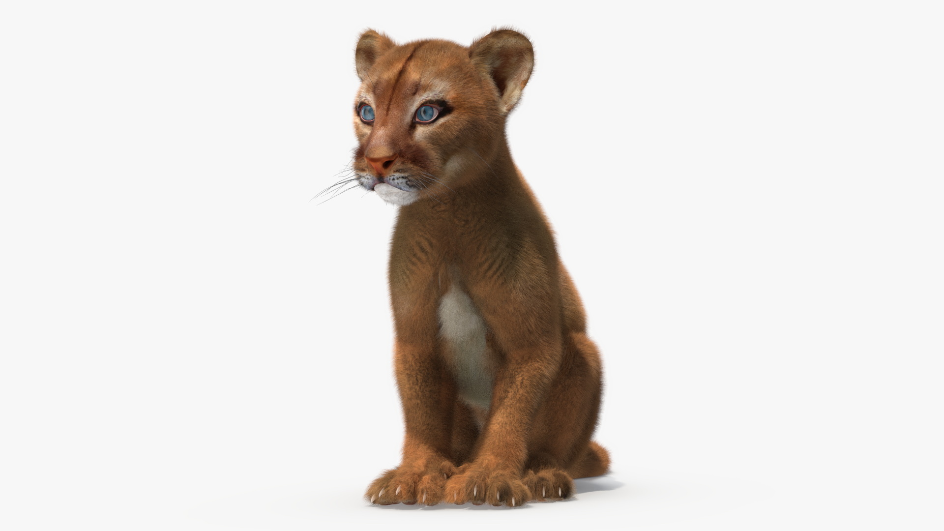 Puma Cub with Fur Rigged 3D model