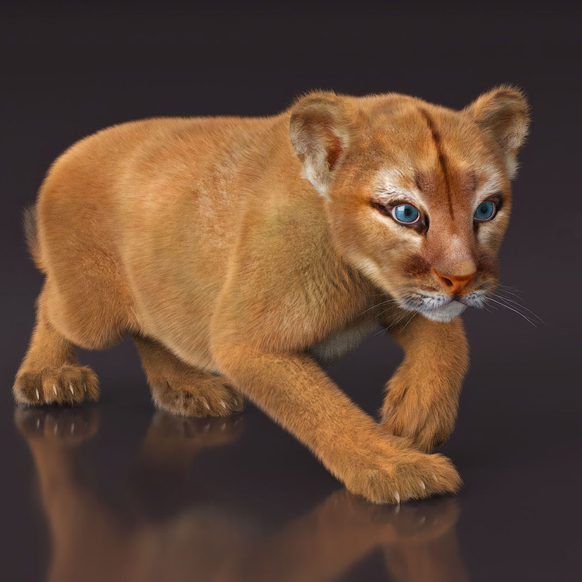 Puma Cub with Fur Rigged 3D model