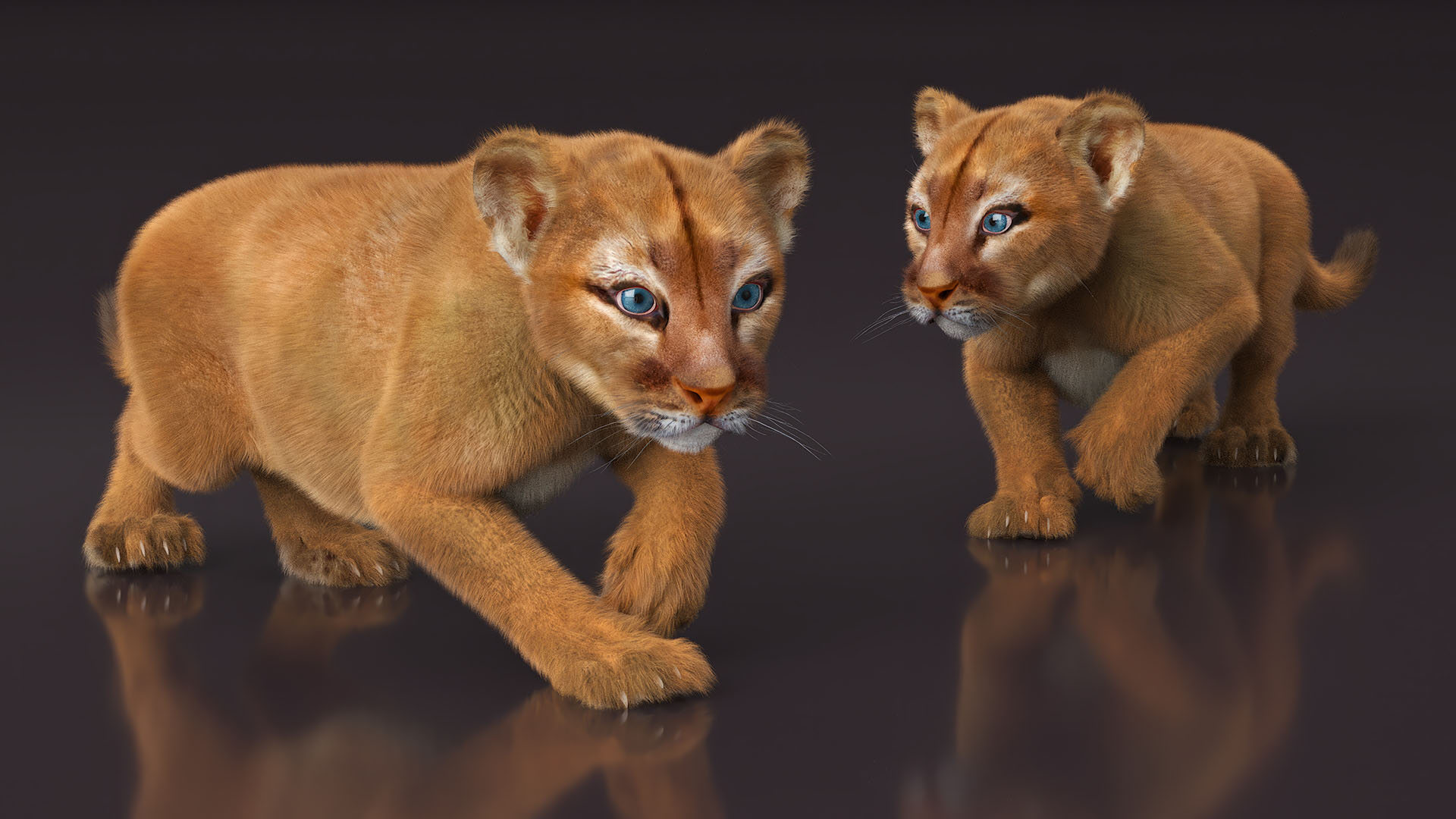 Puma Cub with Fur Rigged 3D model