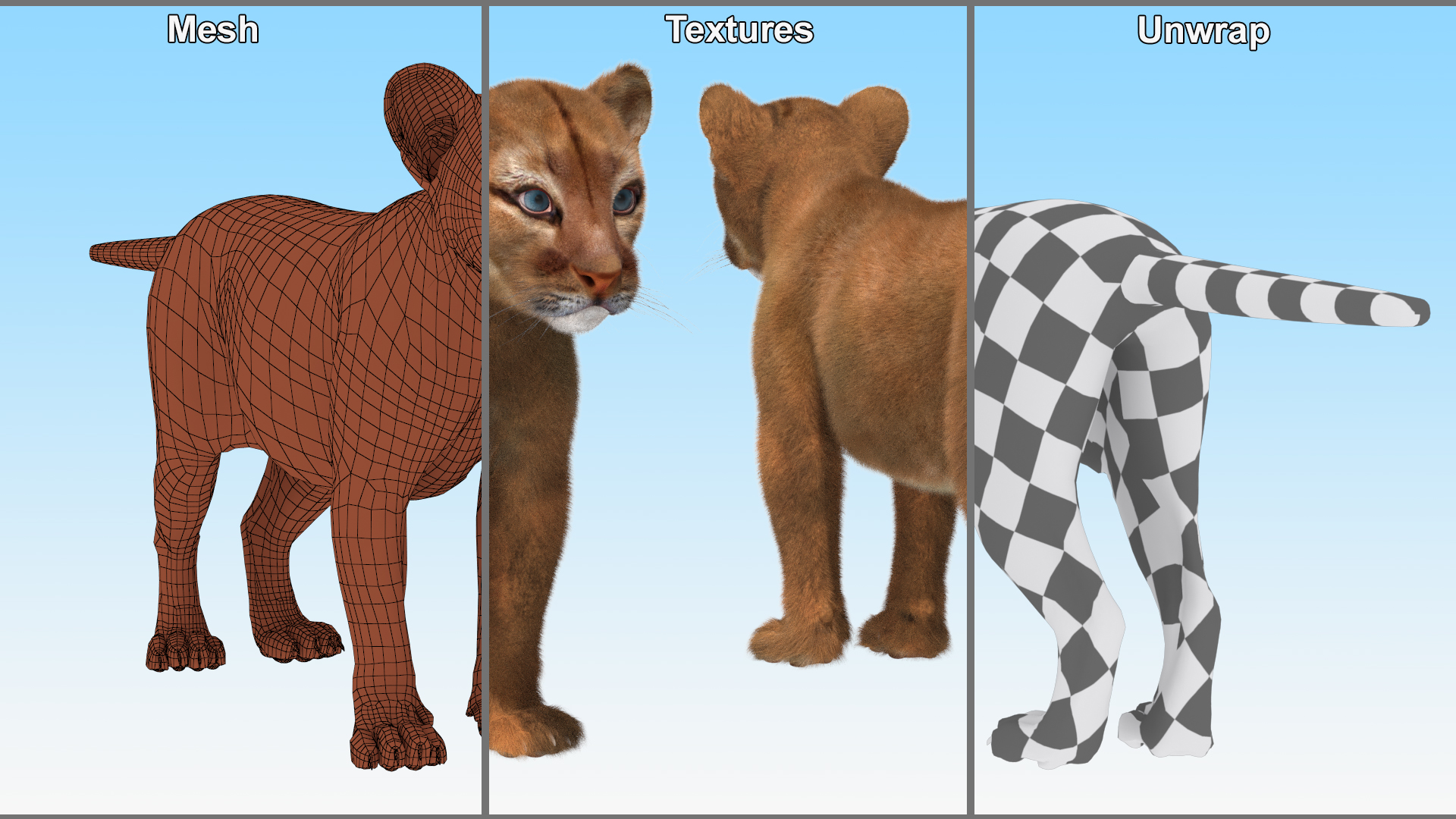 Puma Cub with Fur Rigged 3D model