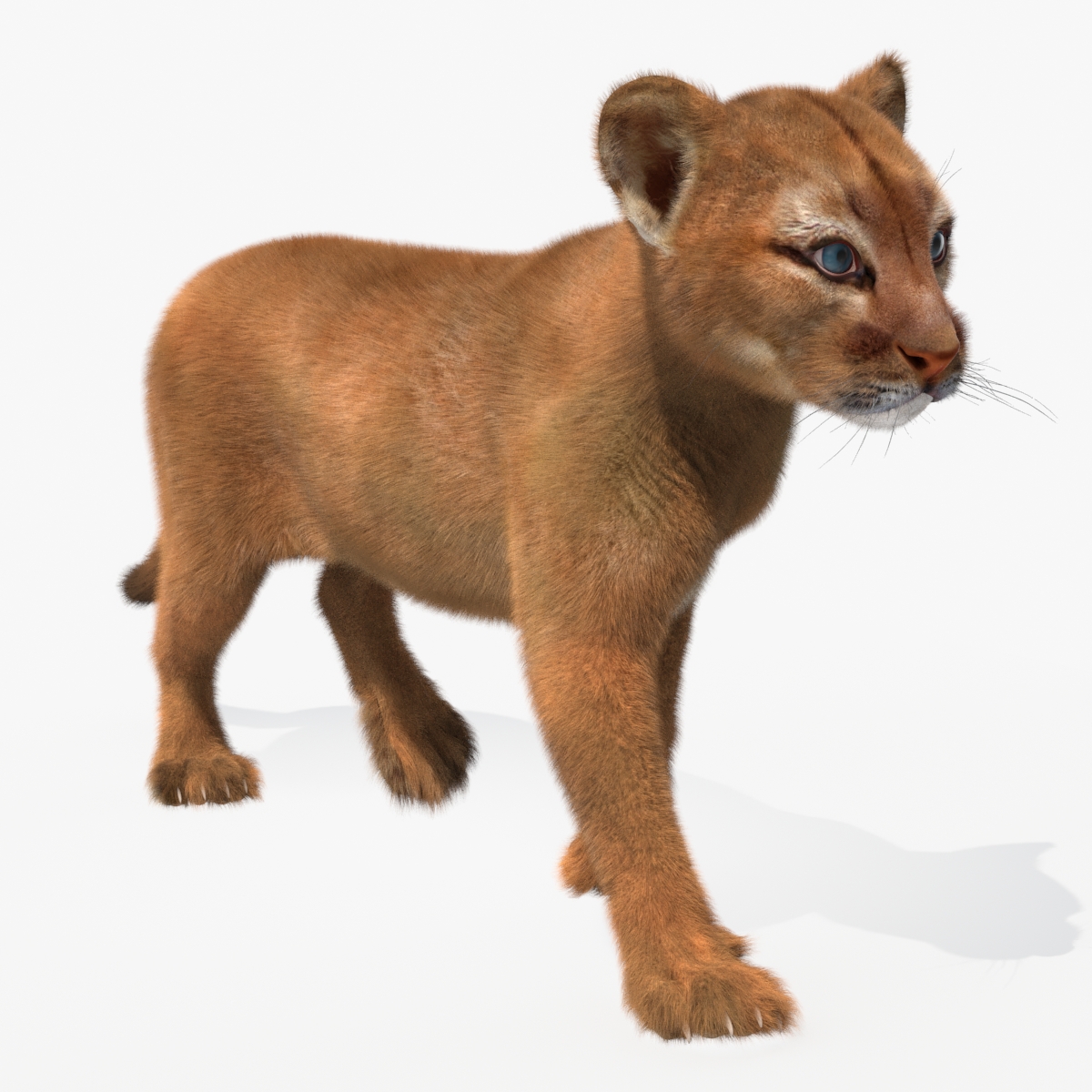 Puma Cub with Fur Rigged 3D model