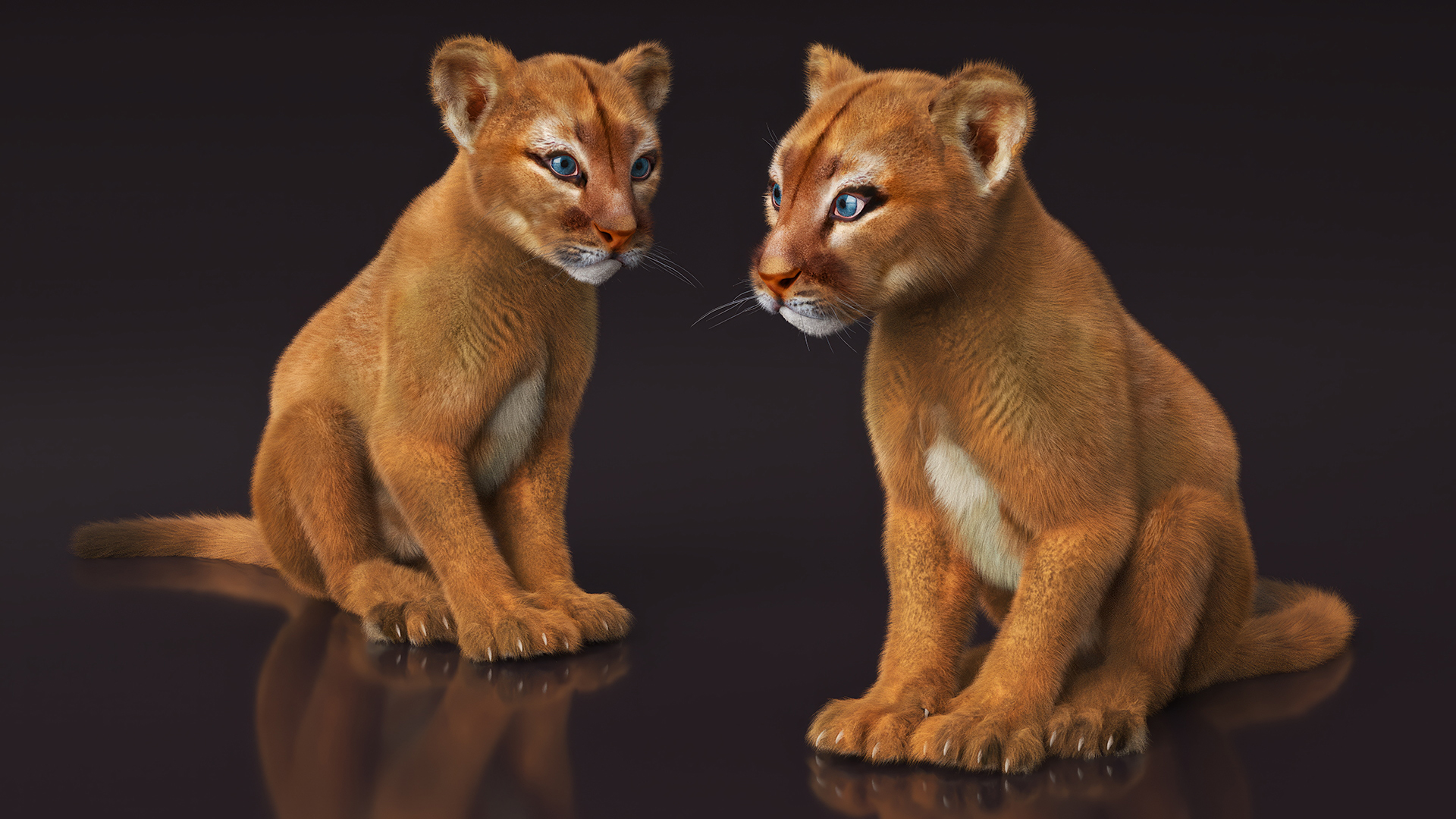 Puma Cub with Fur Rigged 3D model