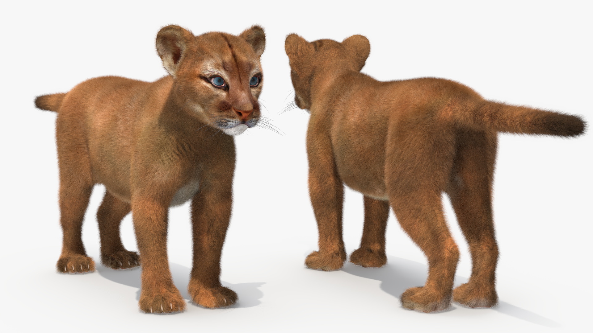 Puma Cub with Fur Rigged 3D model