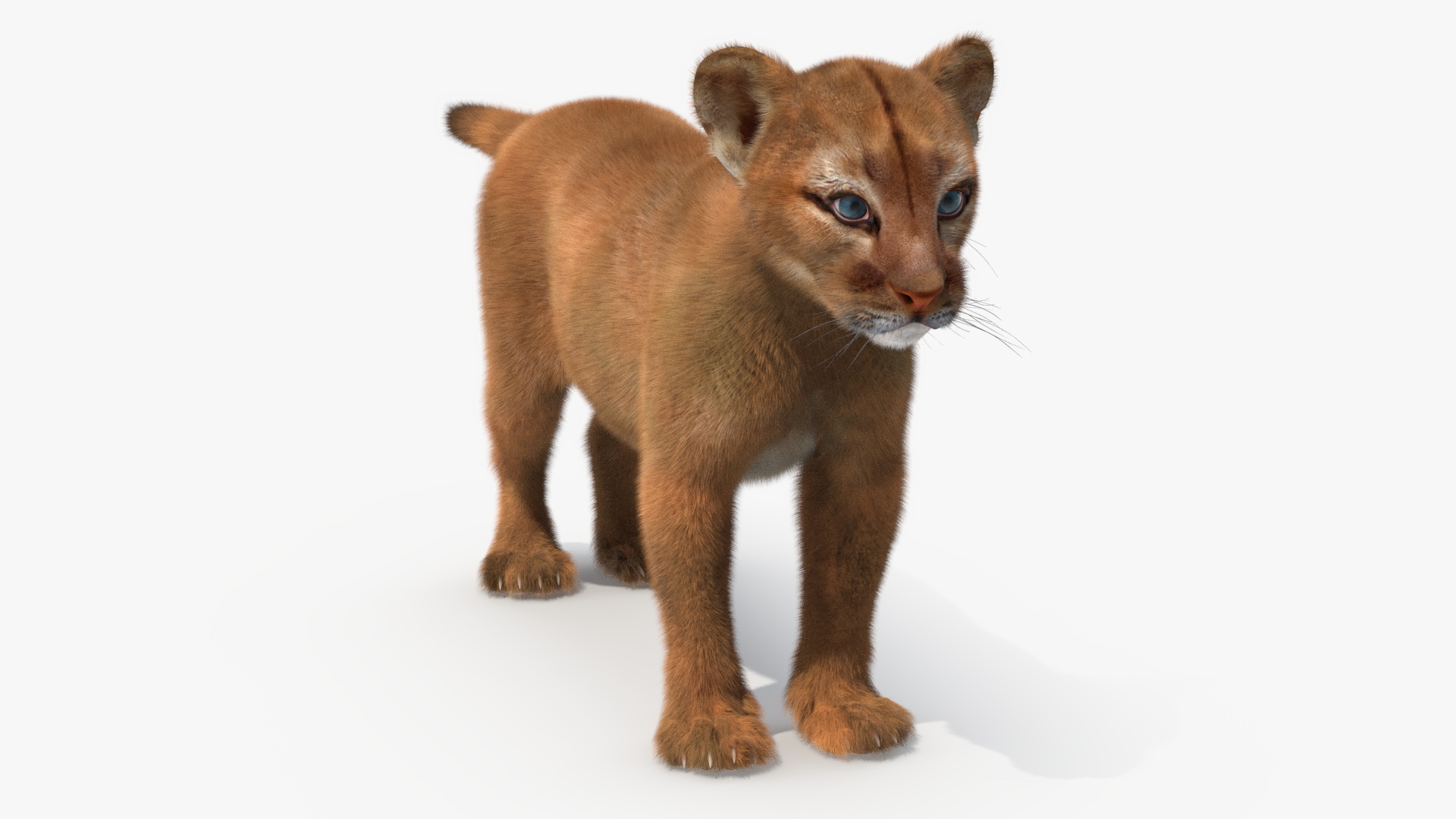 Puma Cub with Fur Rigged 3D model