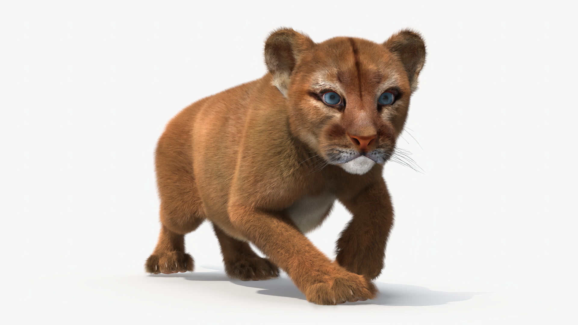 Puma Cub with Fur Rigged 3D model