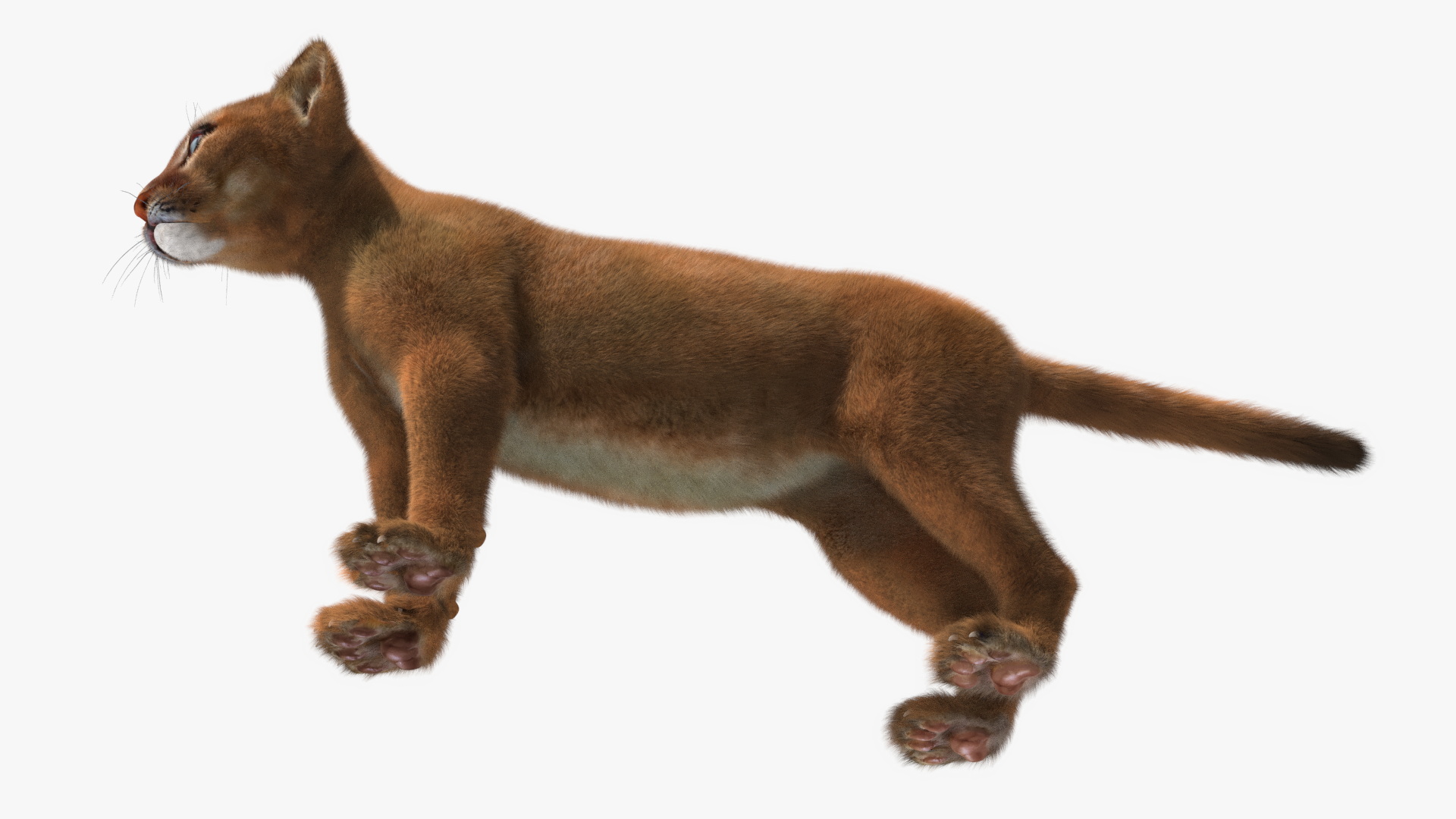 Puma Cub with Fur Rigged 3D model