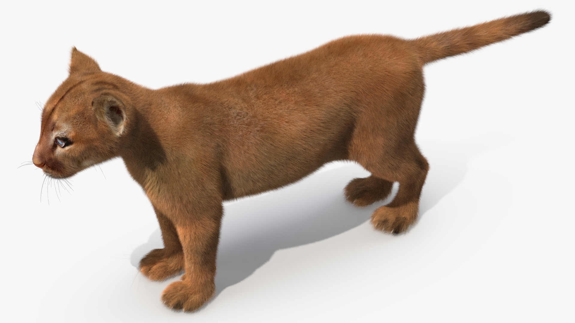 Puma Cub with Fur Rigged 3D model