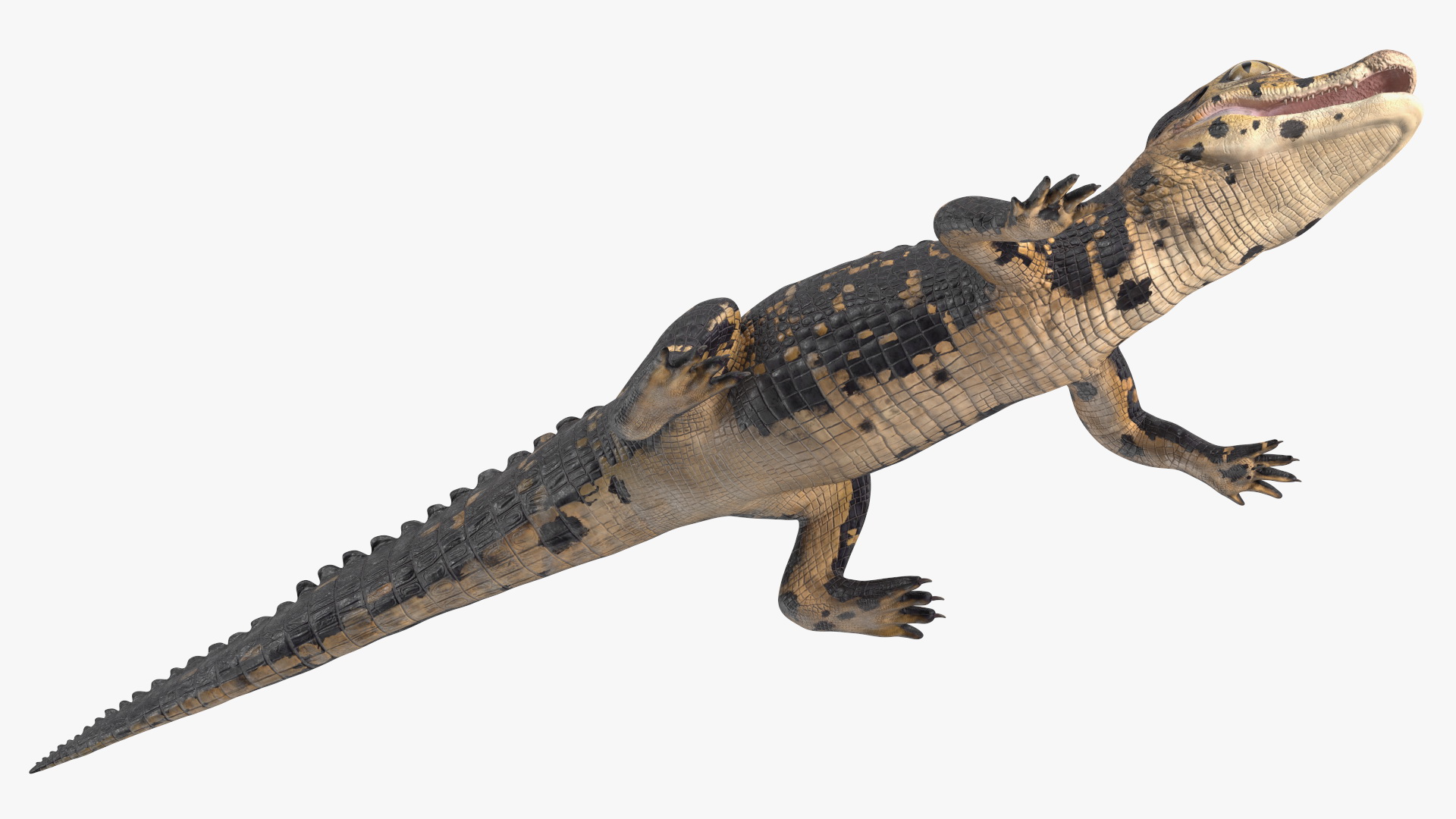 Black Caiman Baby 3D