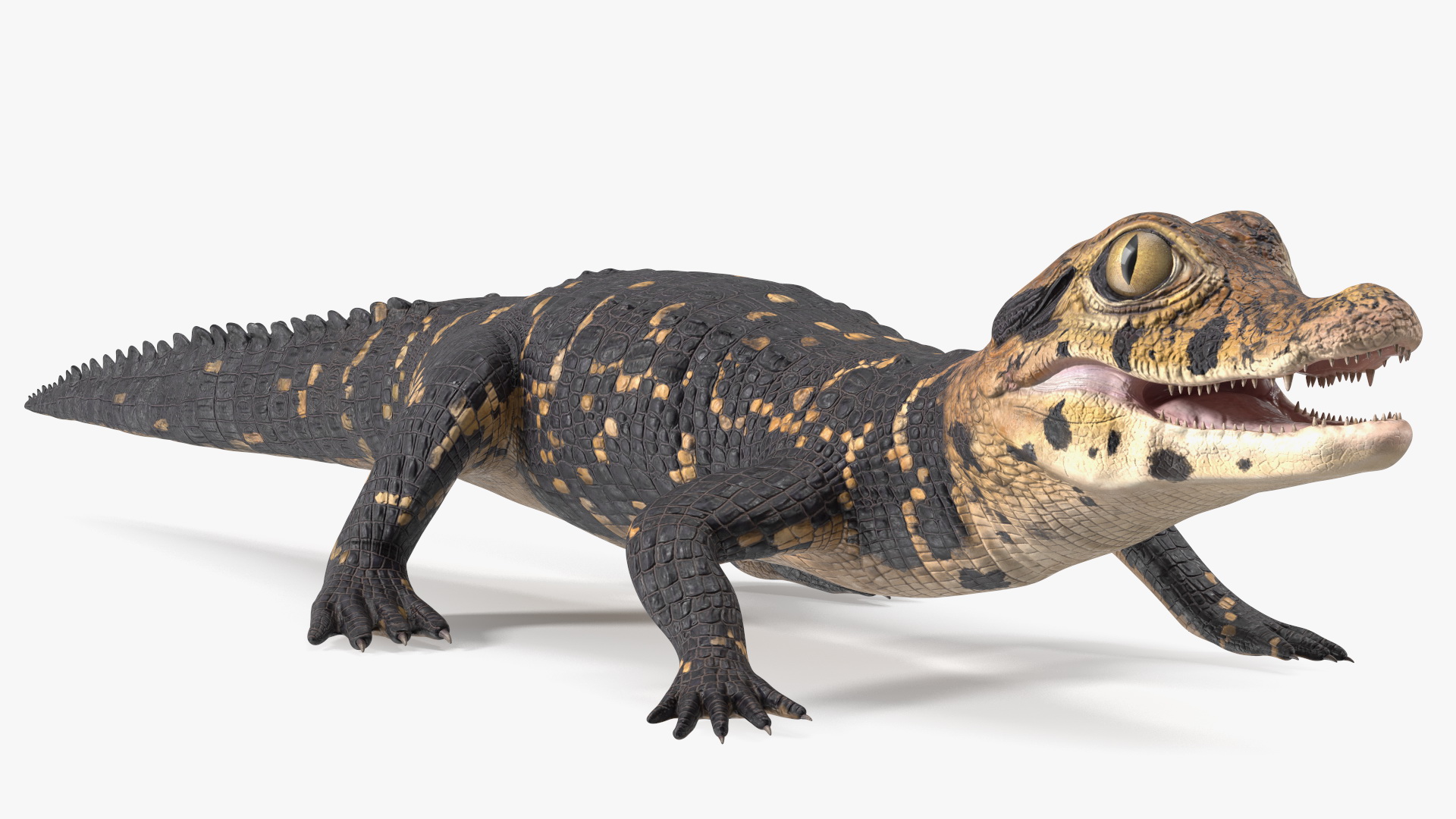 Black Caiman Baby 3D