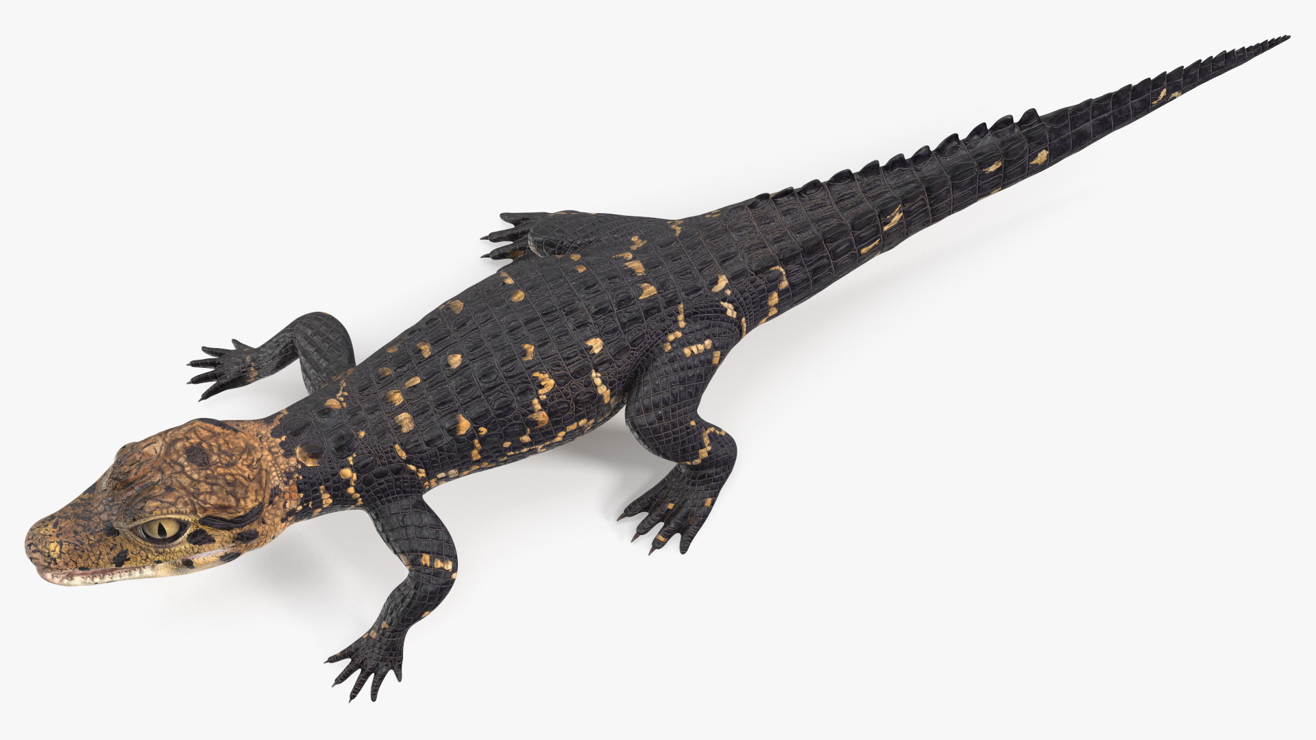 Black Caiman Baby 3D