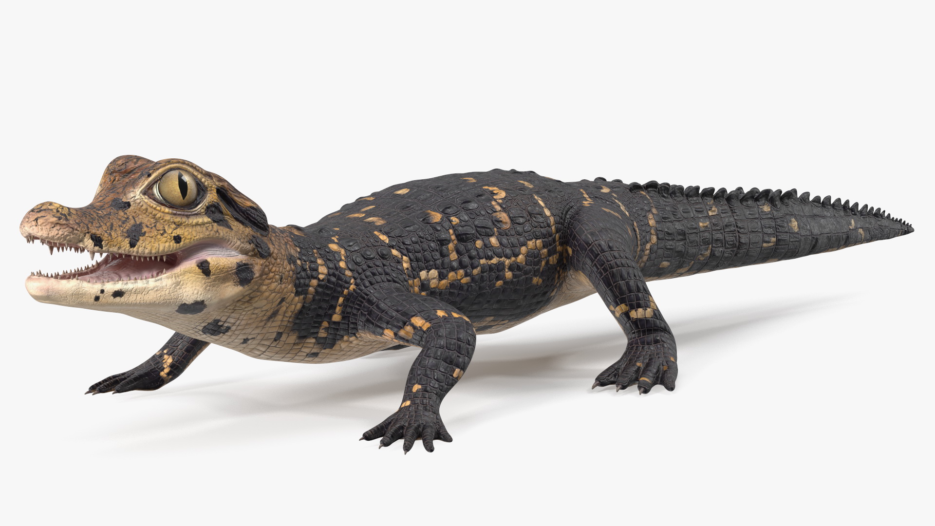 Black Caiman Baby 3D