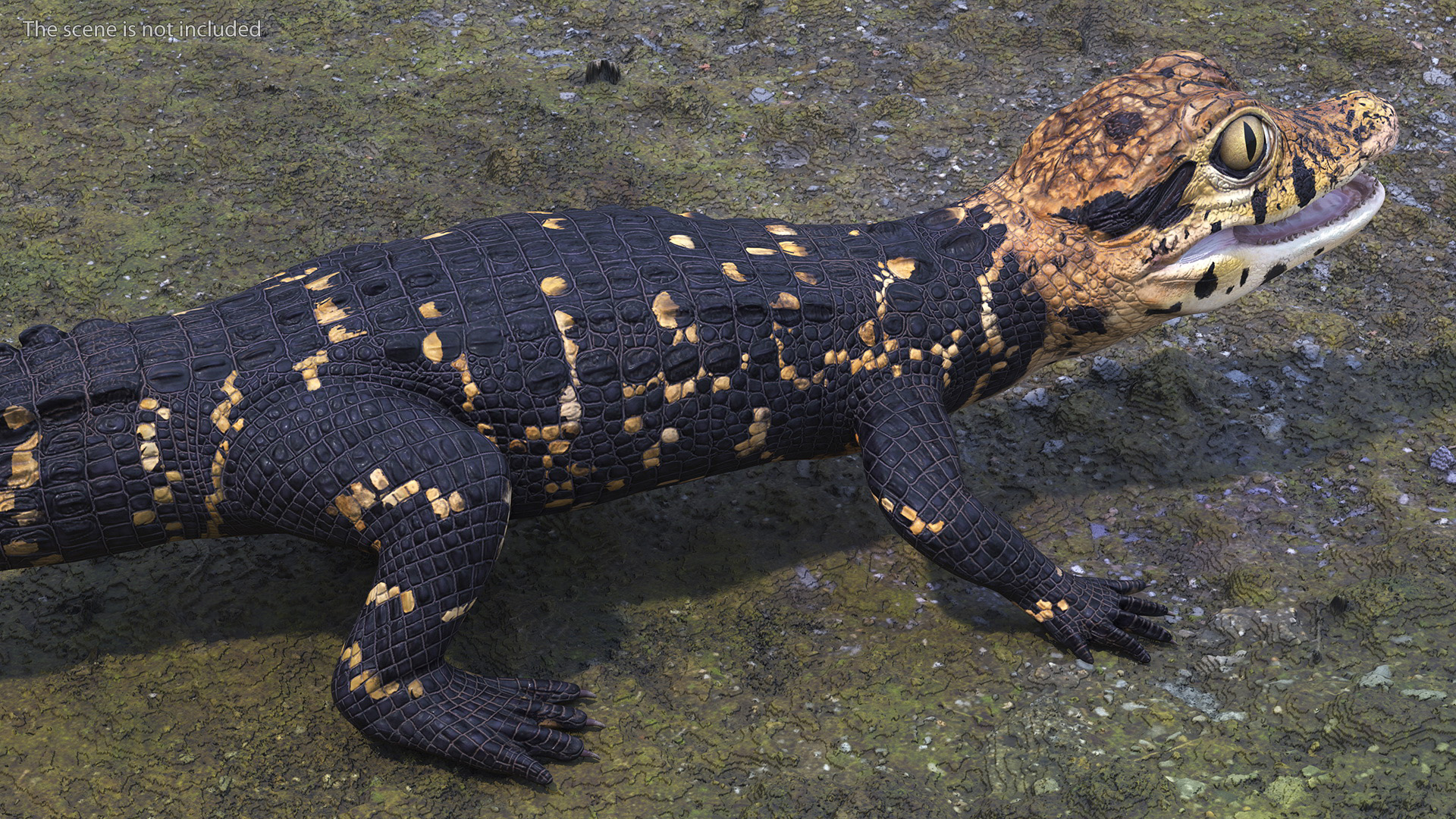 Black Caiman Baby 3D