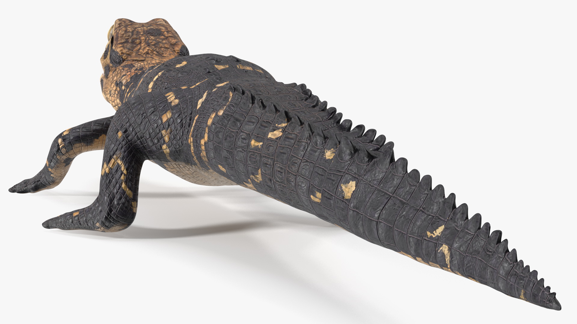 Black Caiman Baby 3D