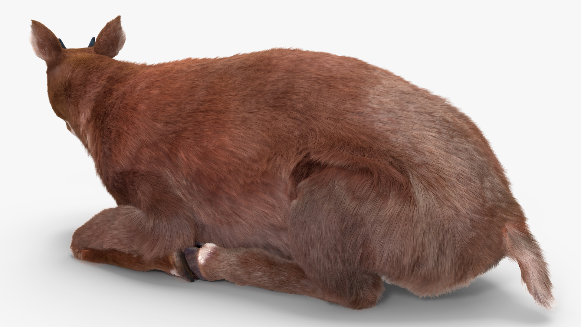 Saola Reclining Pose Fur 3D model