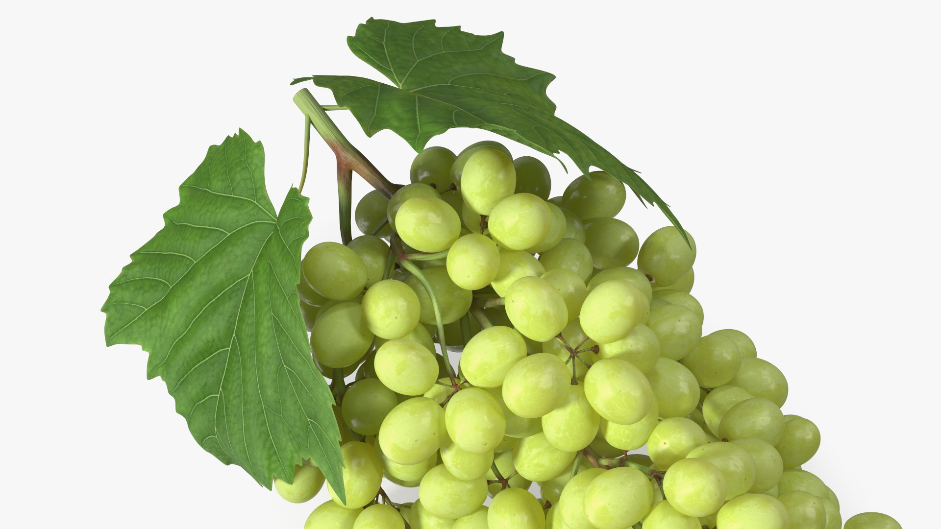 3D Sultana Green Grape Cluster Lying model