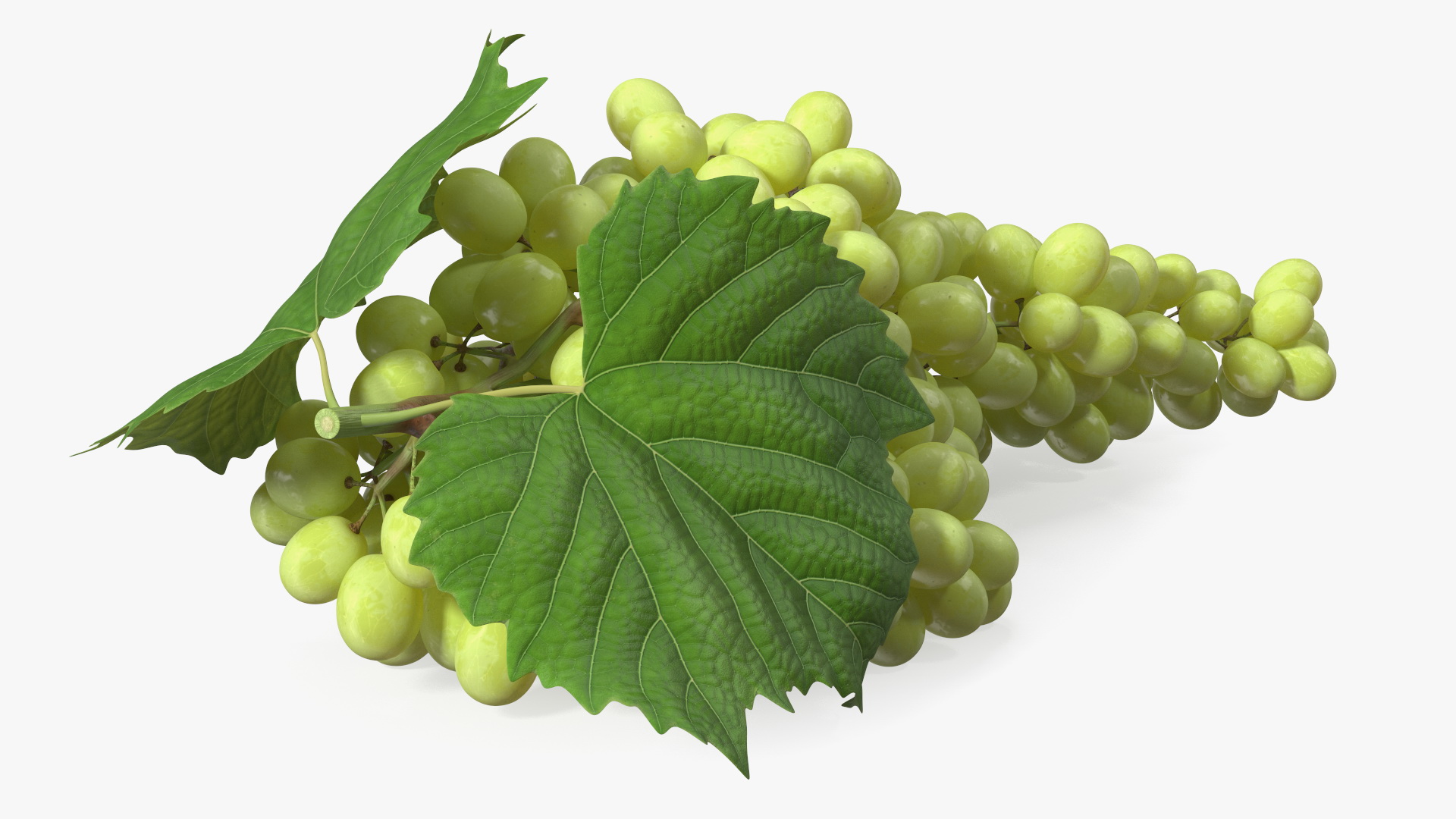 3D Sultana Green Grape Cluster Lying model