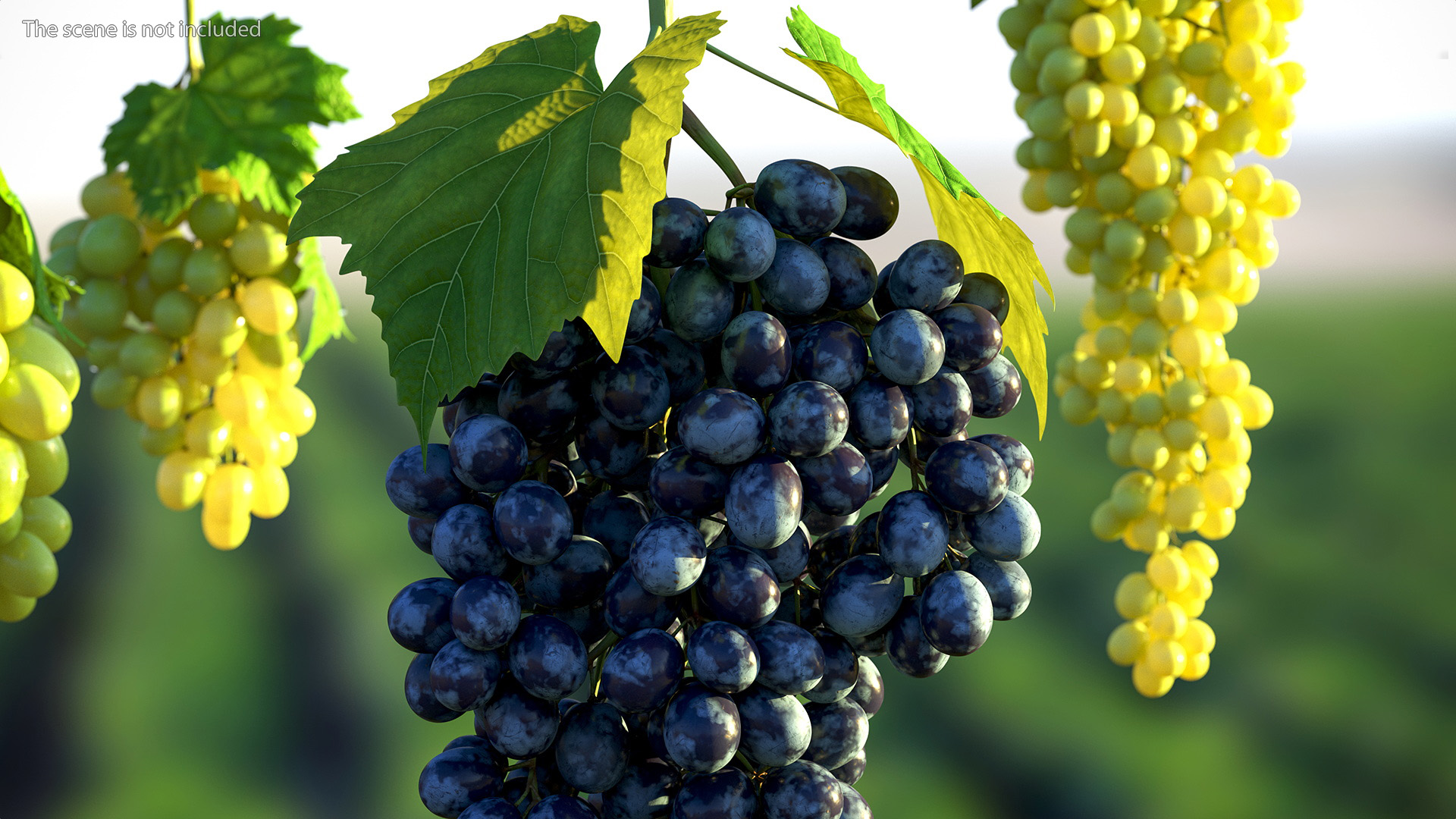 3D Blue Sultana Grape Cluster