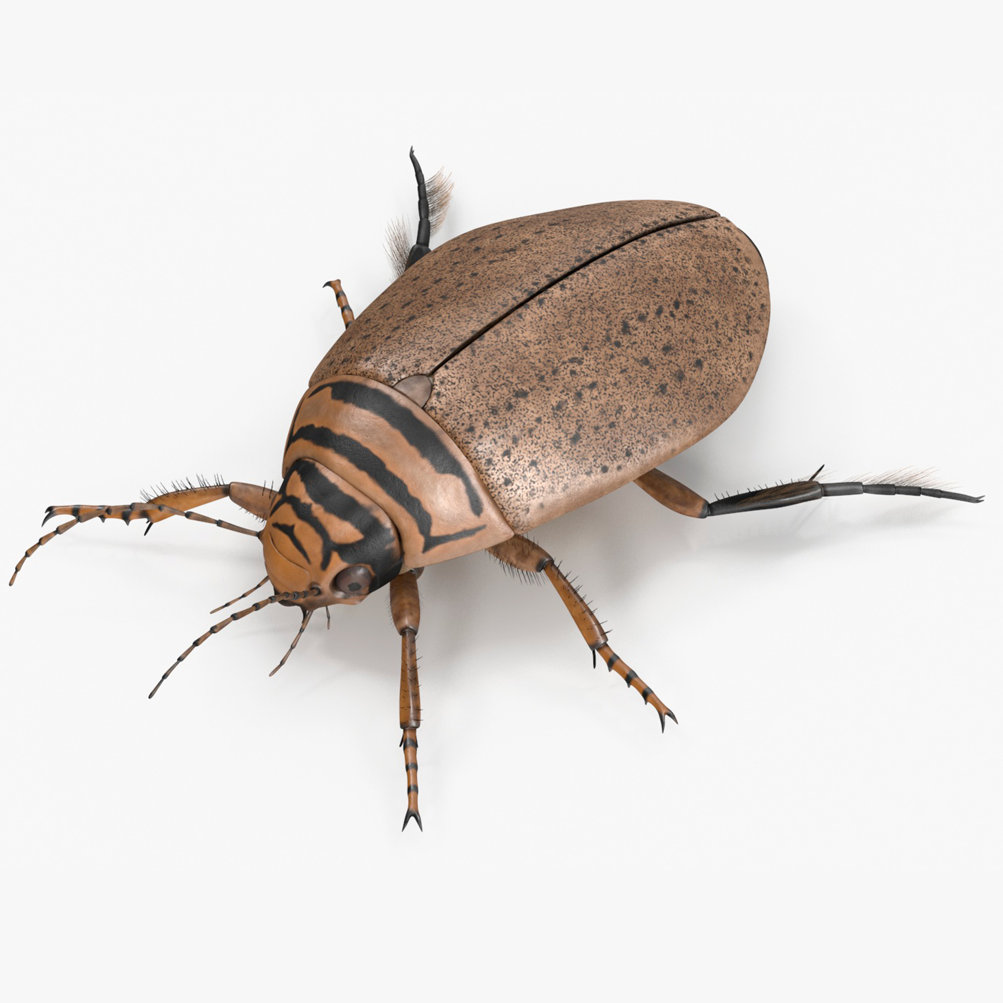 3D Insect Water Beetle Beige Rigged for Cinema 4D