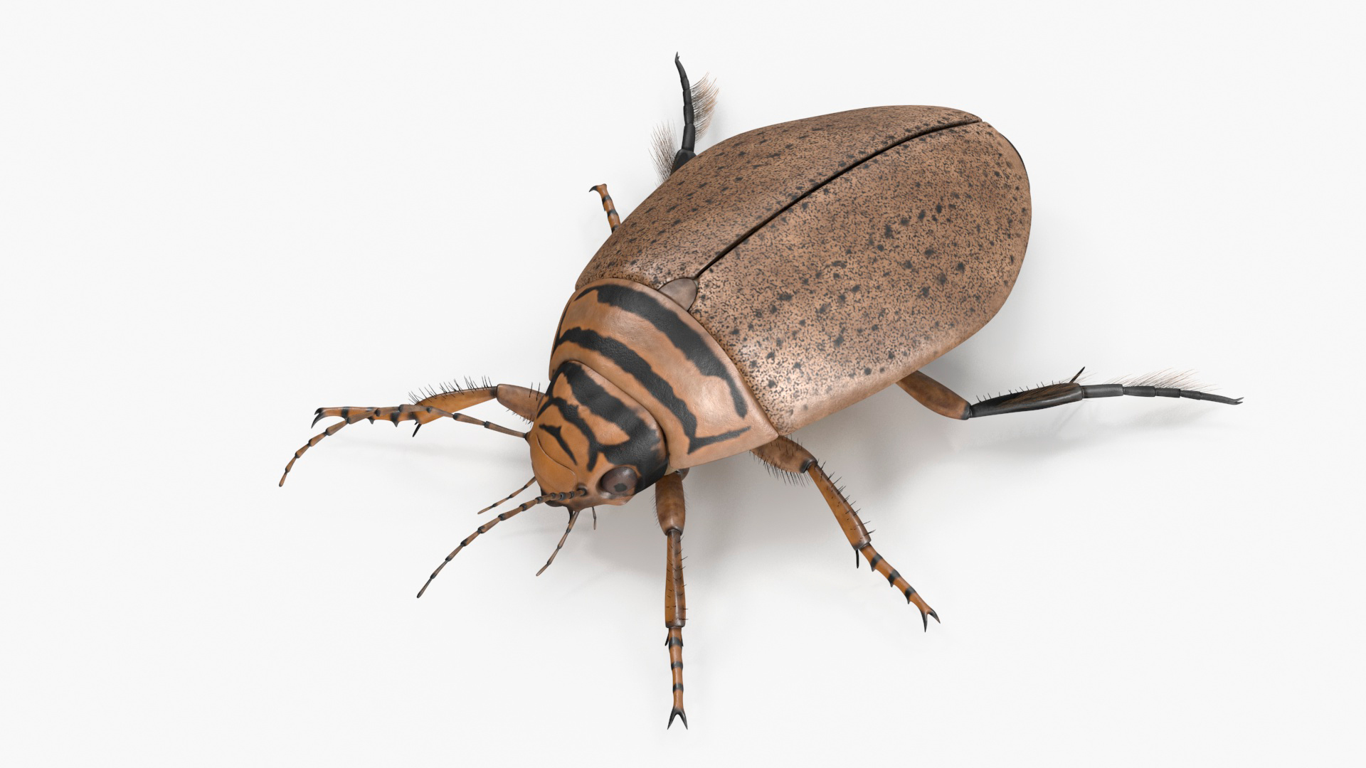 3D Insect Water Beetle Beige Rigged for Cinema 4D