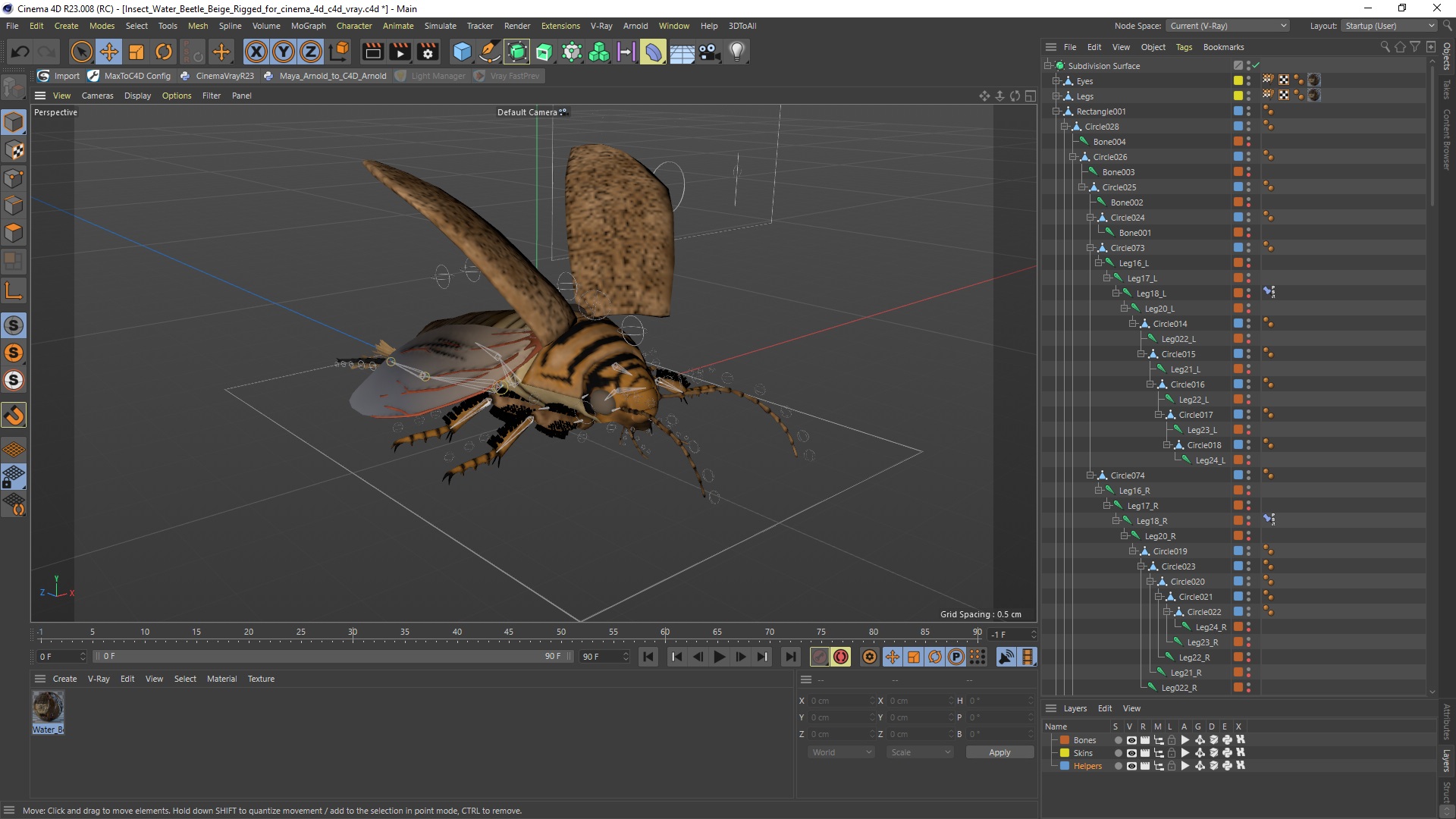 3D Insect Water Beetle Beige Rigged for Cinema 4D