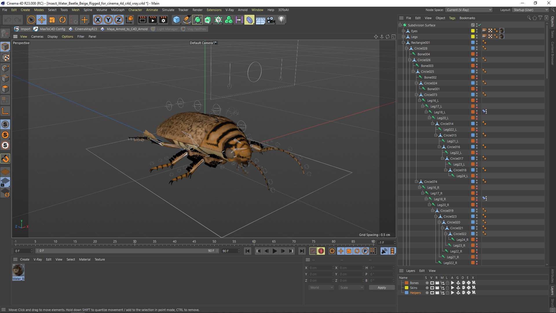 3D Insect Water Beetle Beige Rigged for Cinema 4D