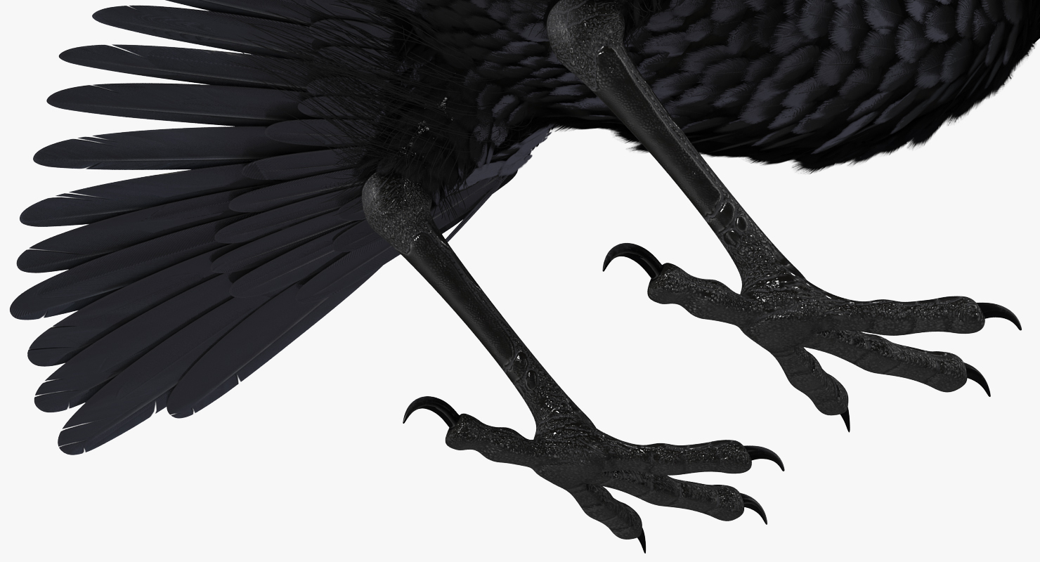 3D model Black Crow