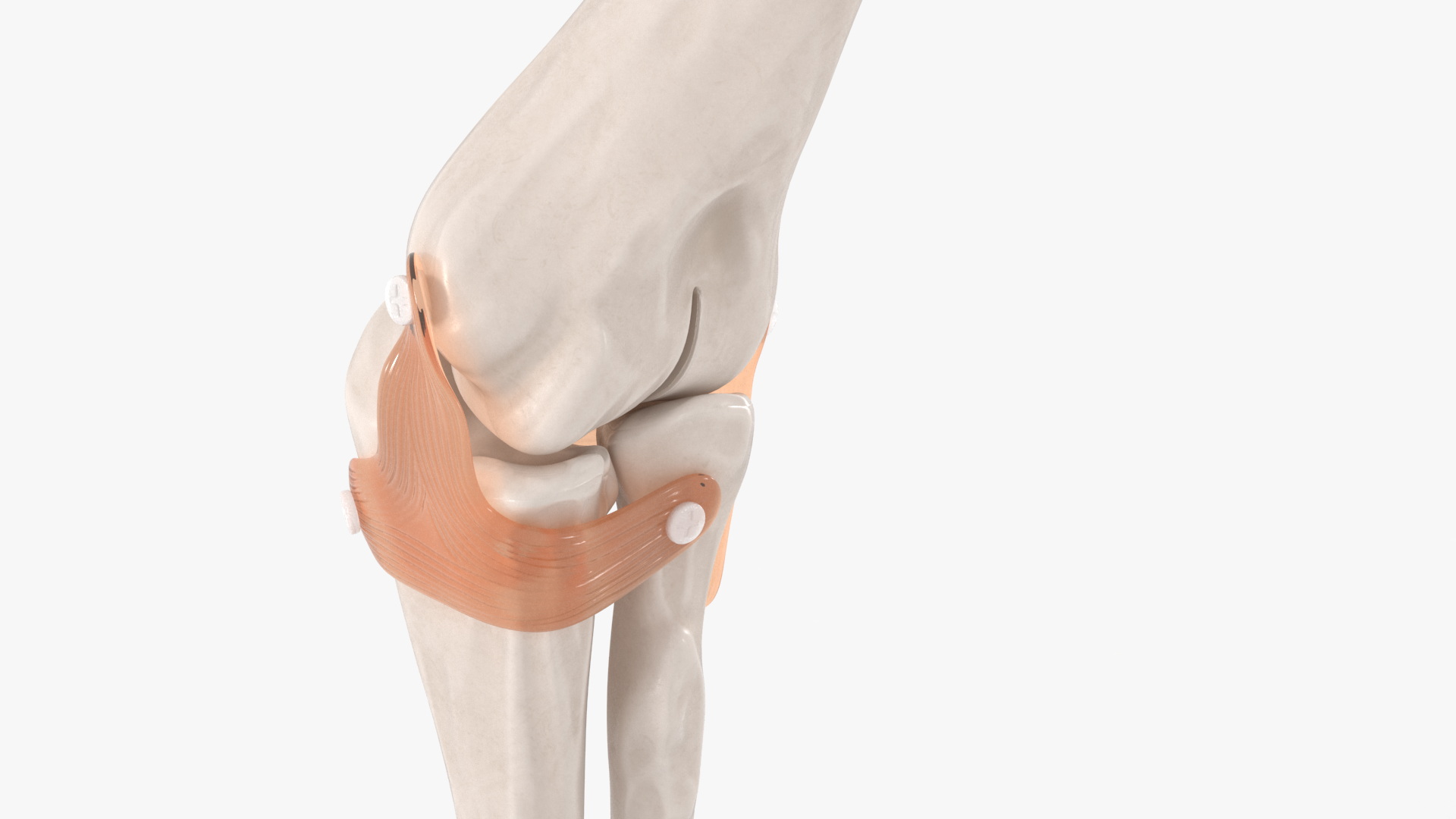 3D Elbow Joint Rigged model