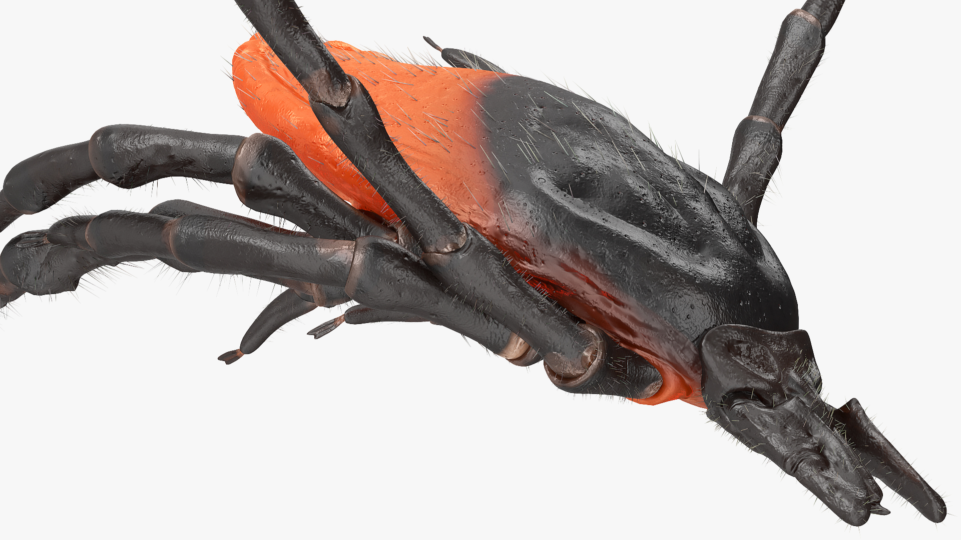 3D Tick Bite Pose Fur model